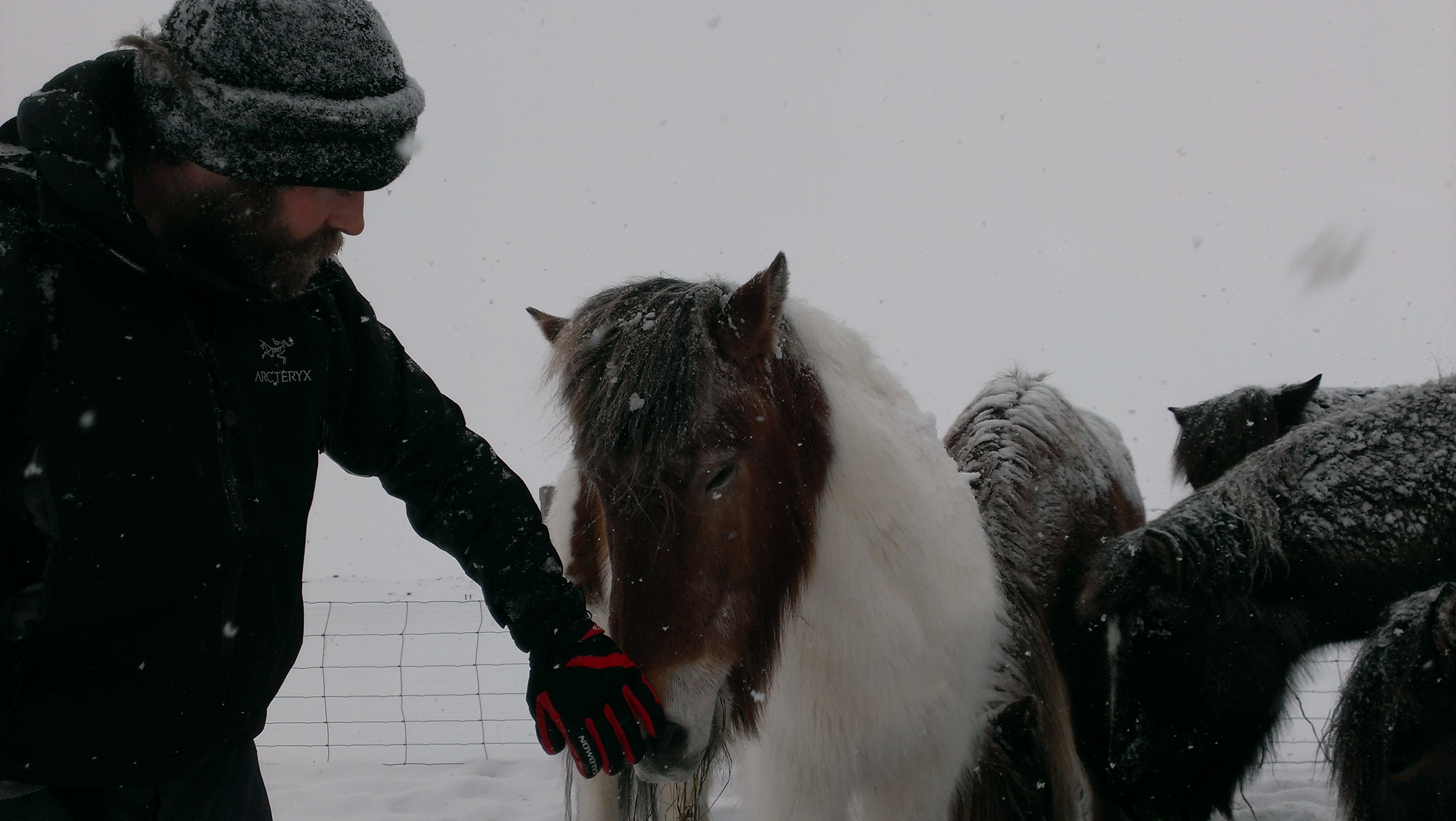 Horses and Ian meet Canon