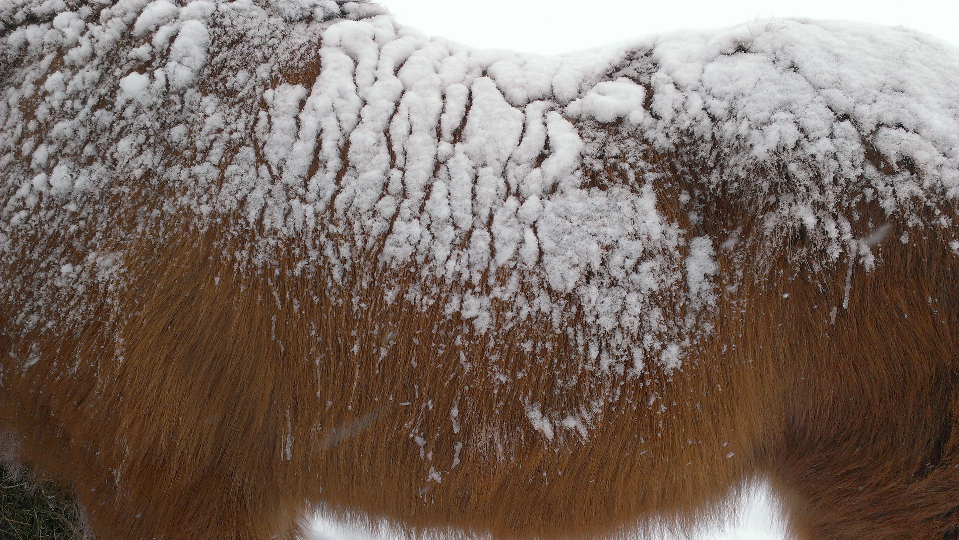 Snow and horse Canon