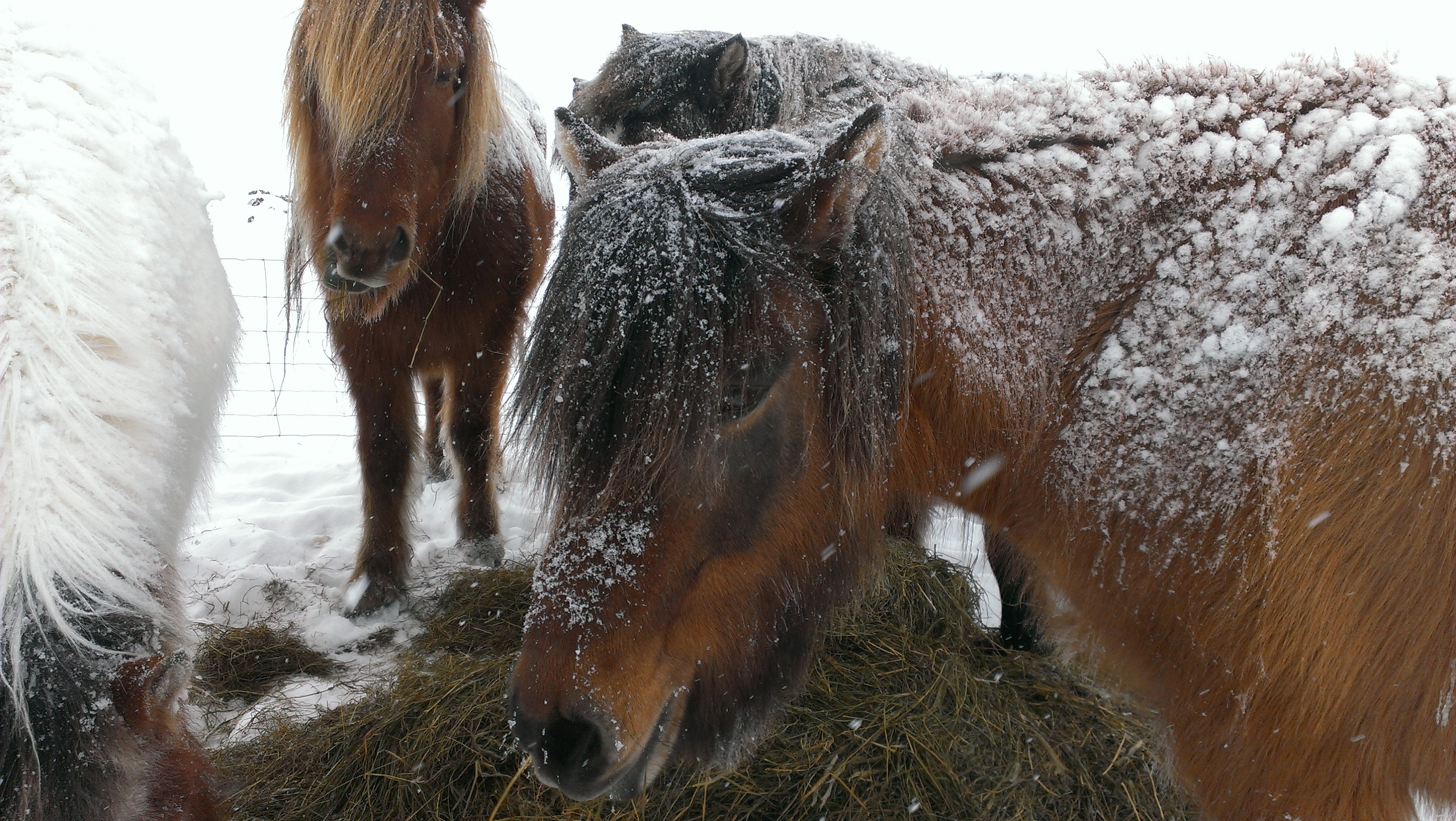 Icelandic horse canon