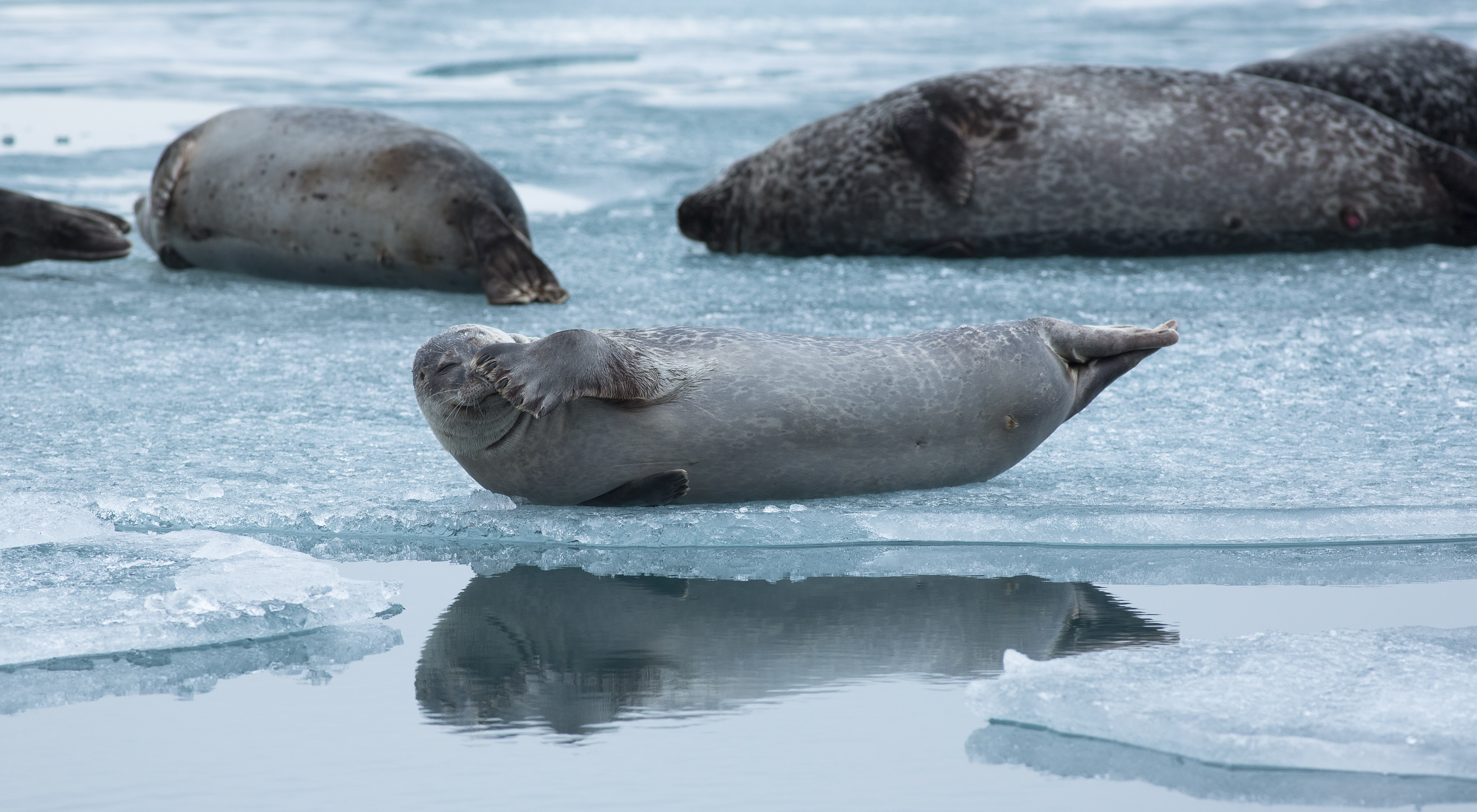 Seals at the glacial lagoon Canon
