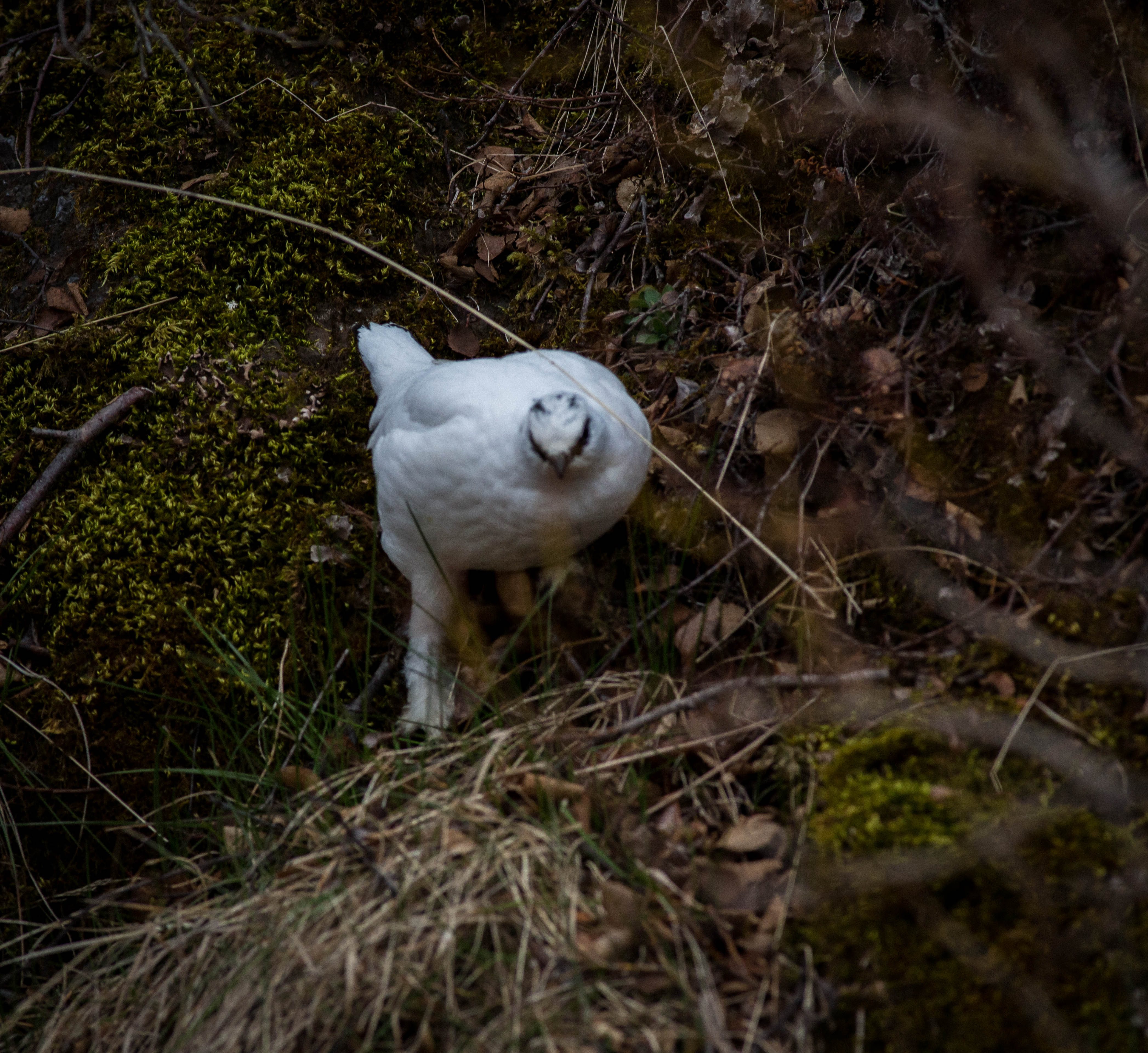 Ptarmigan