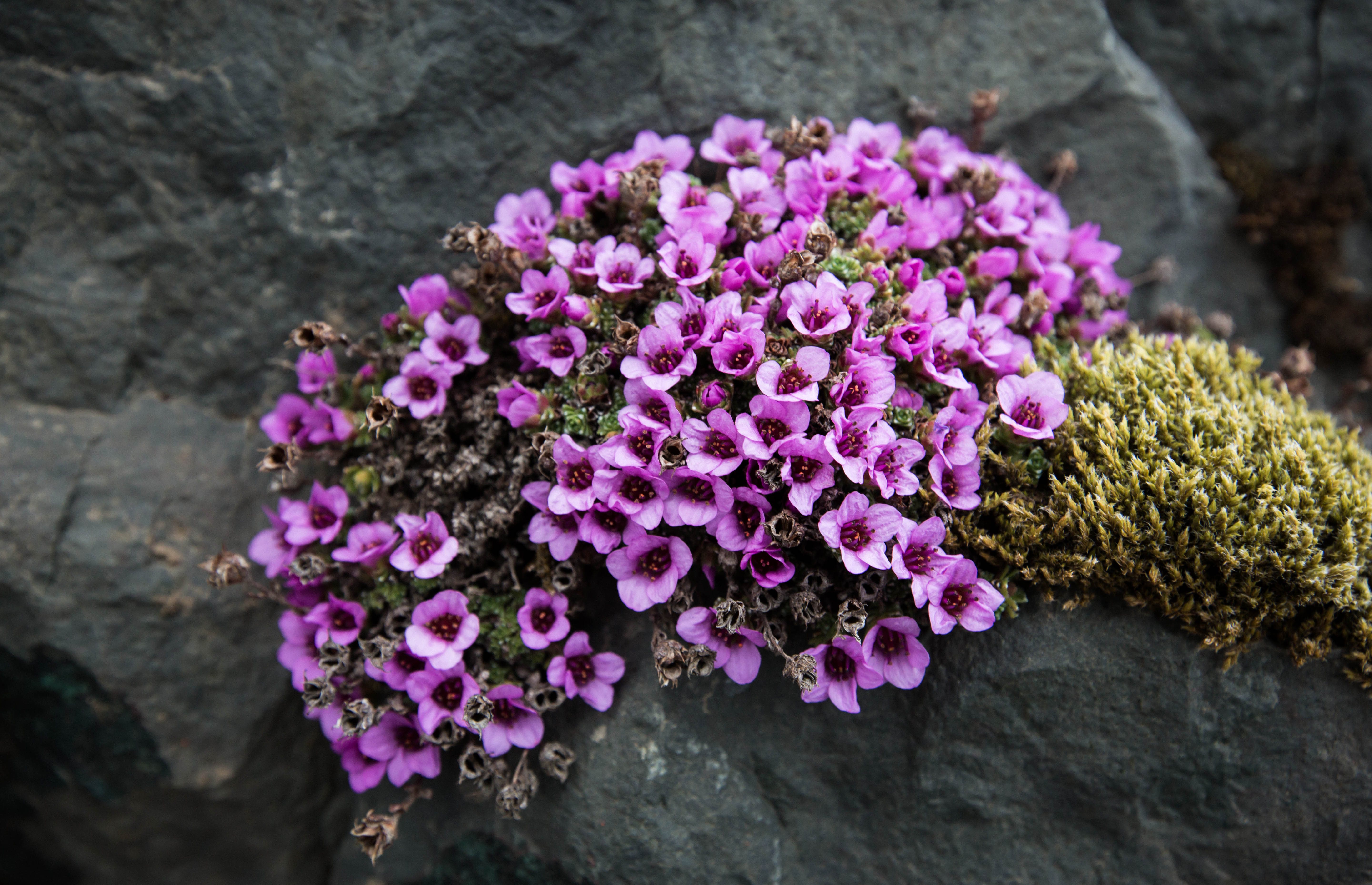 flowers - canon