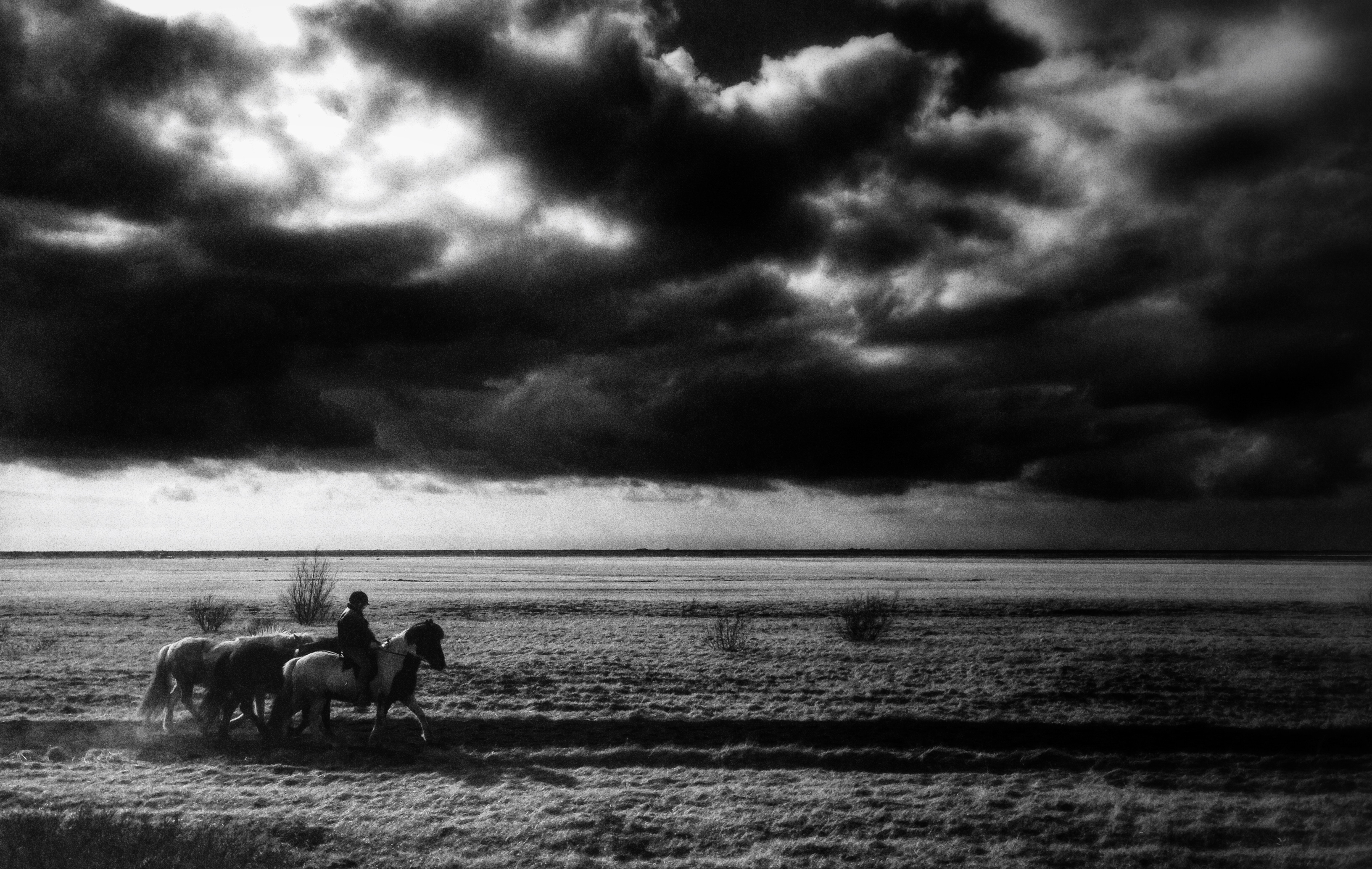 horses from the road - iPhone