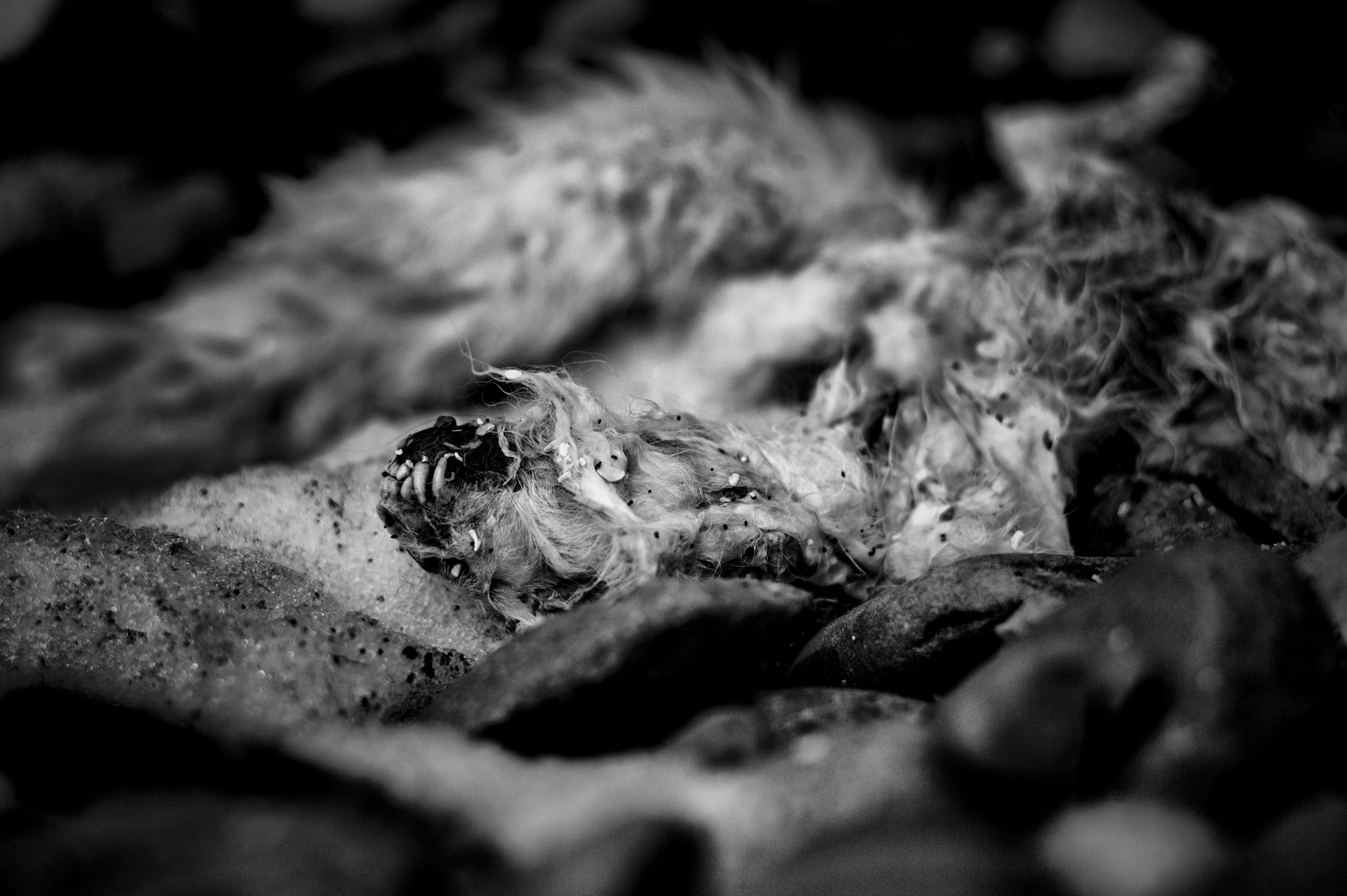 dead arctic fox - leica