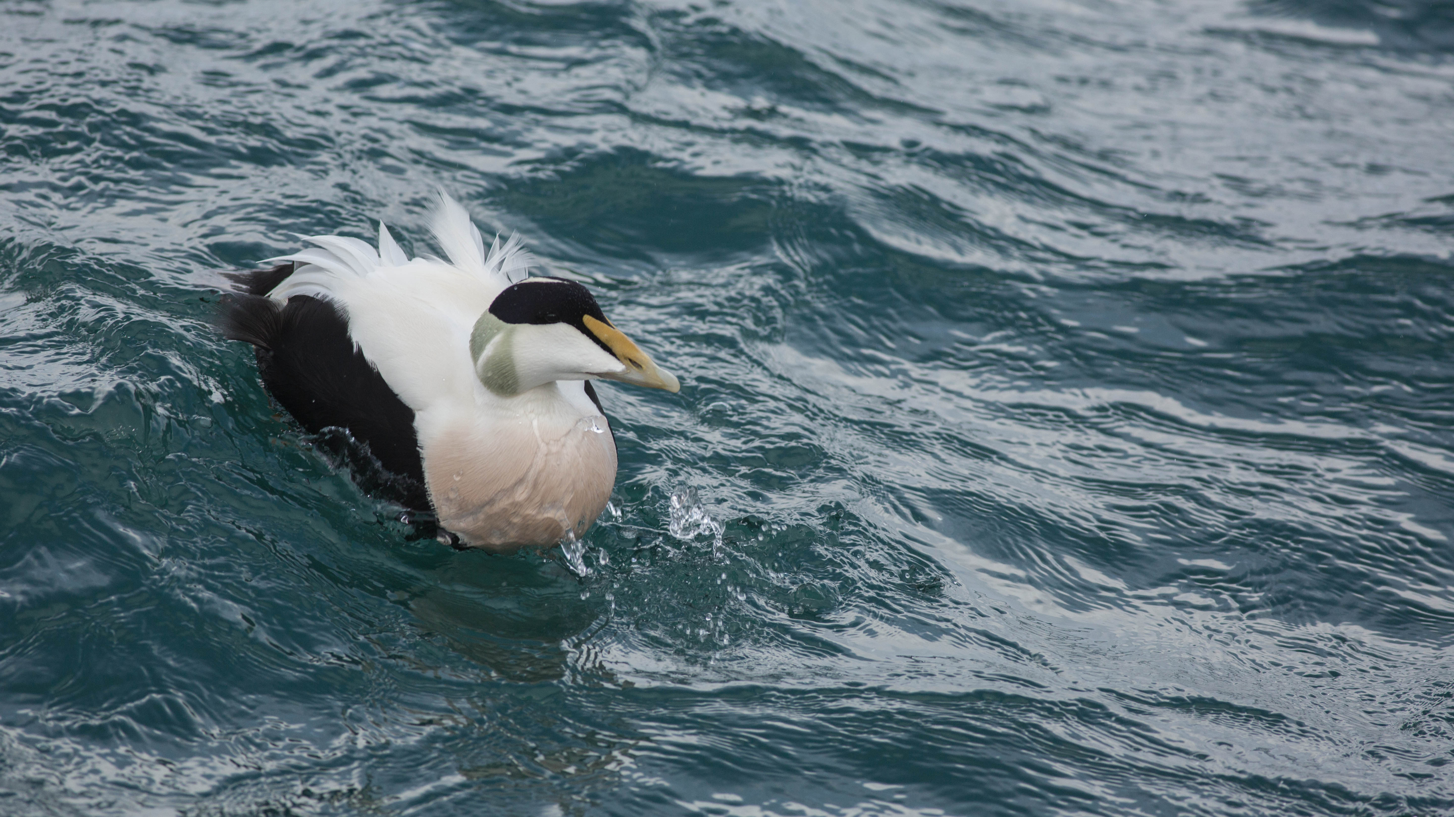 Eider Duck - canon