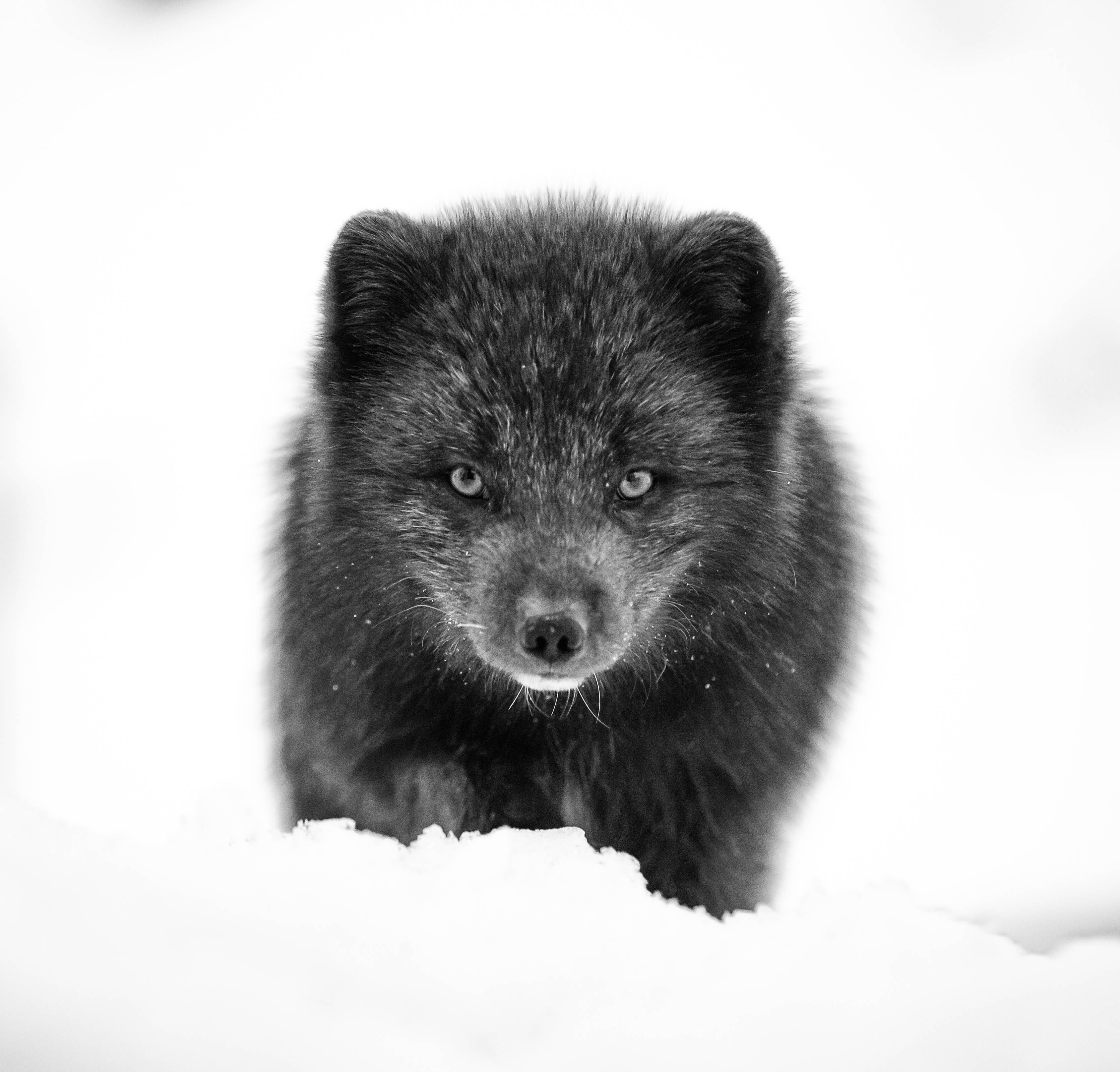 Arctic fox - canon