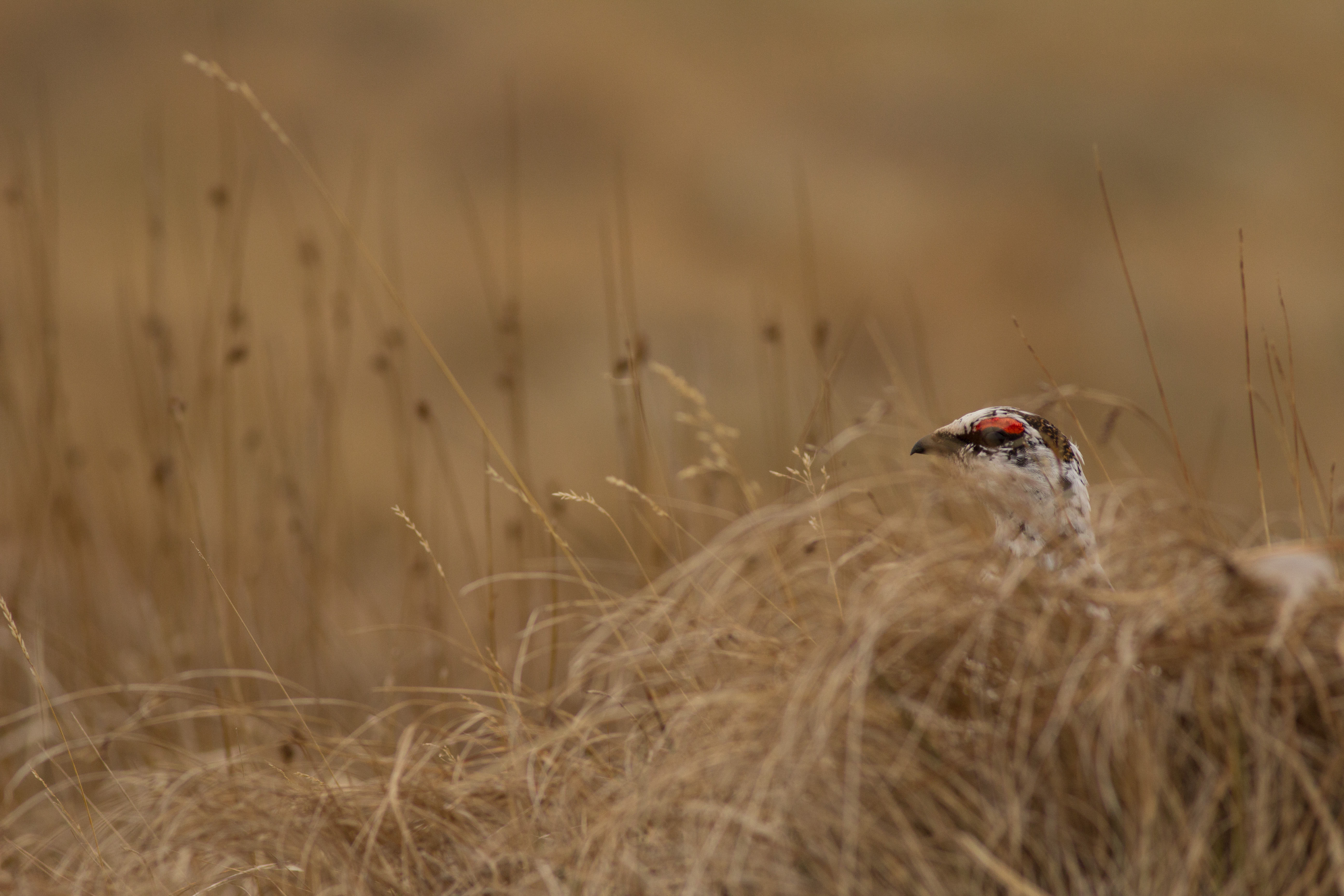Ptarmigan - Canon