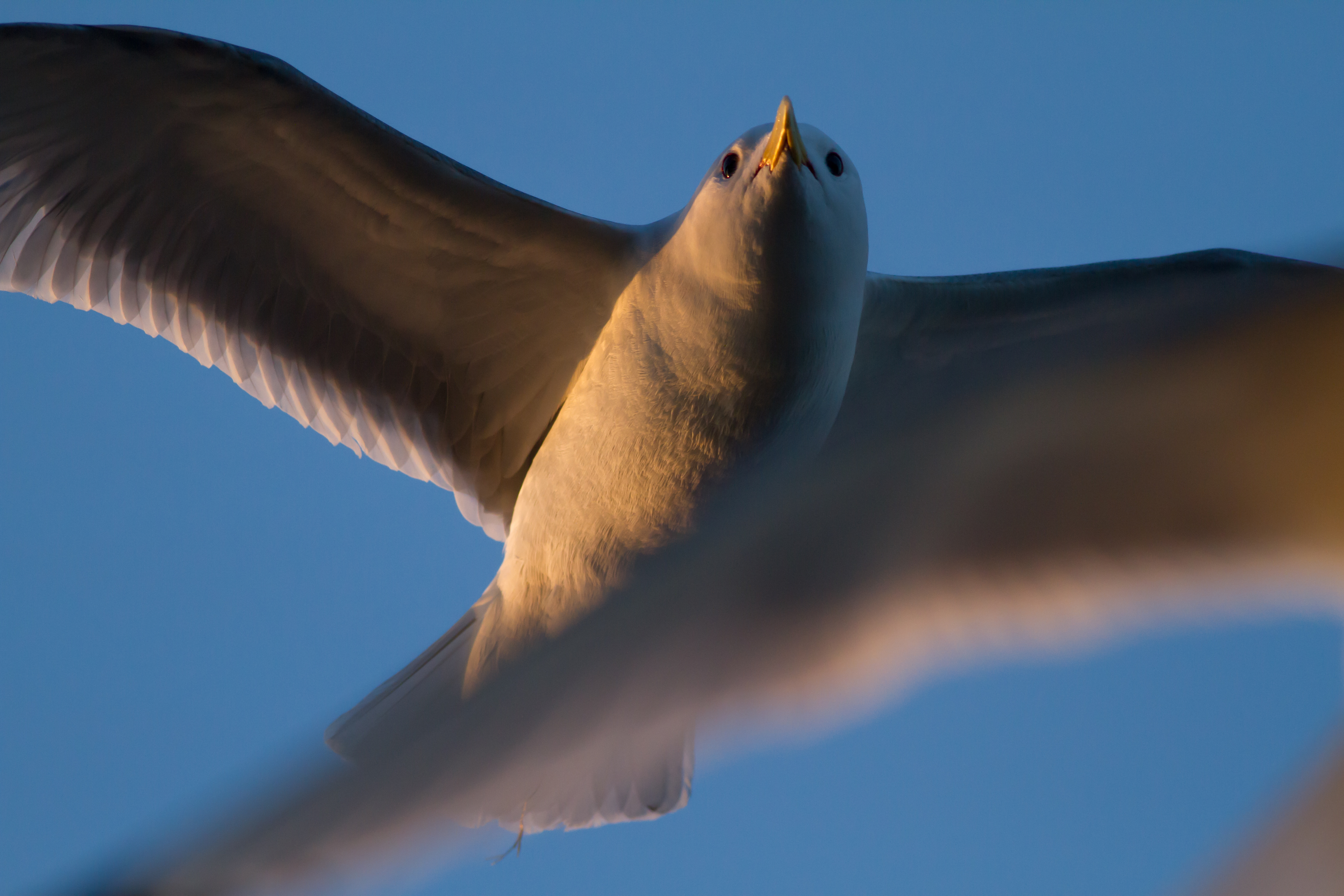gull - canon
