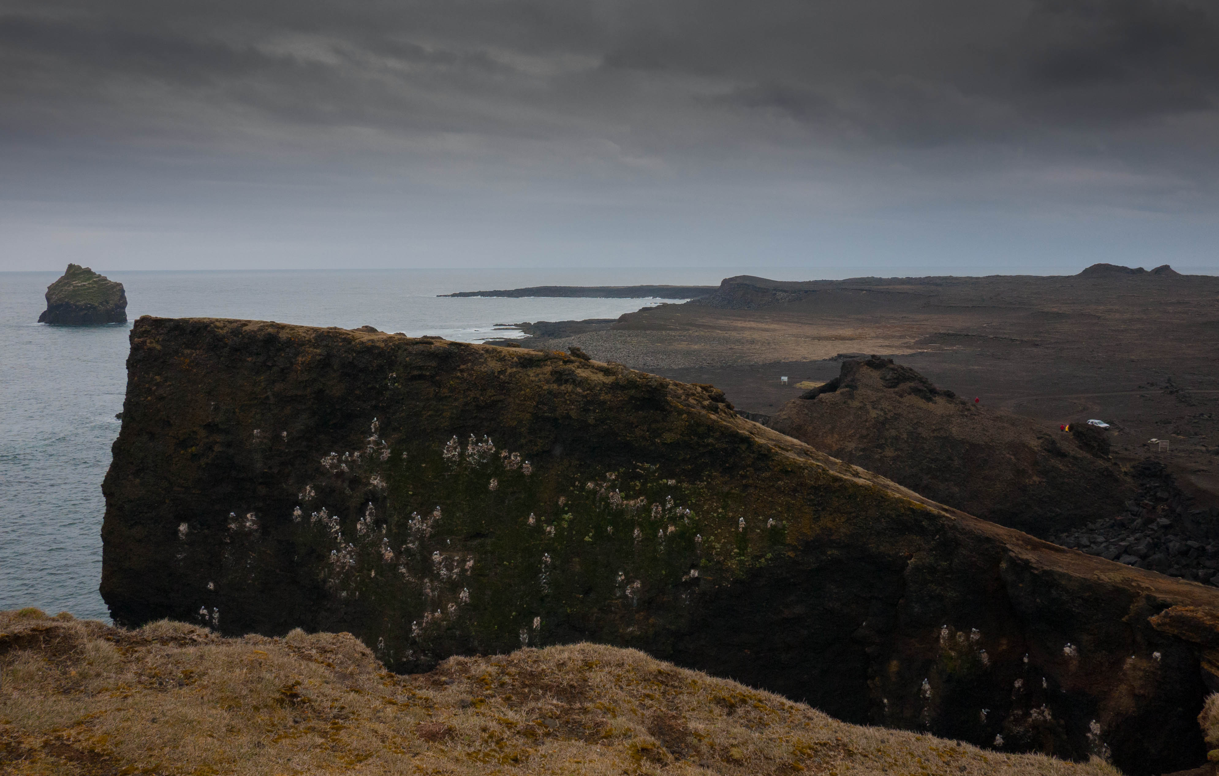 Fulmar nests south west Iceland Canon