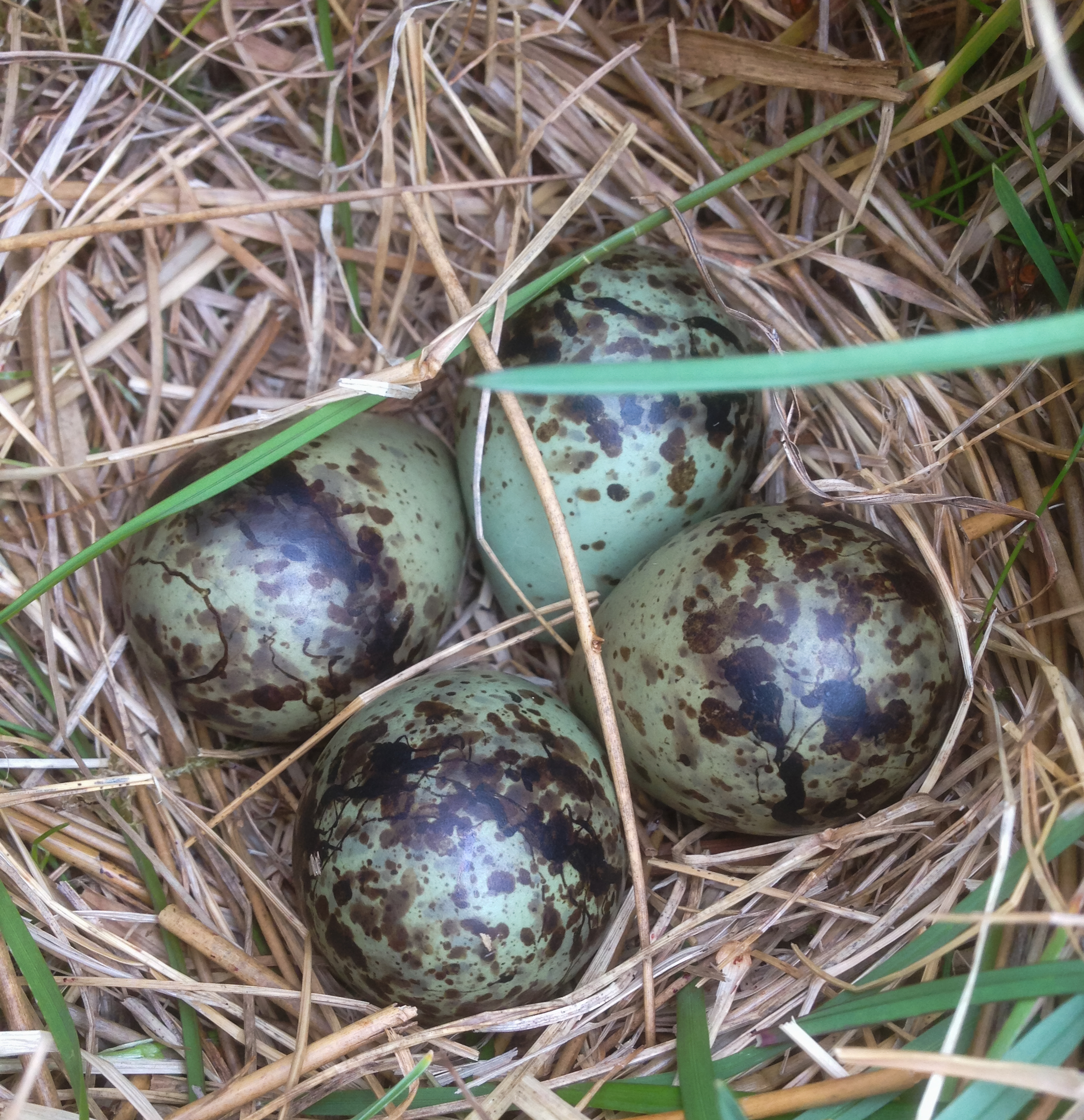 snipe eggs - iphone