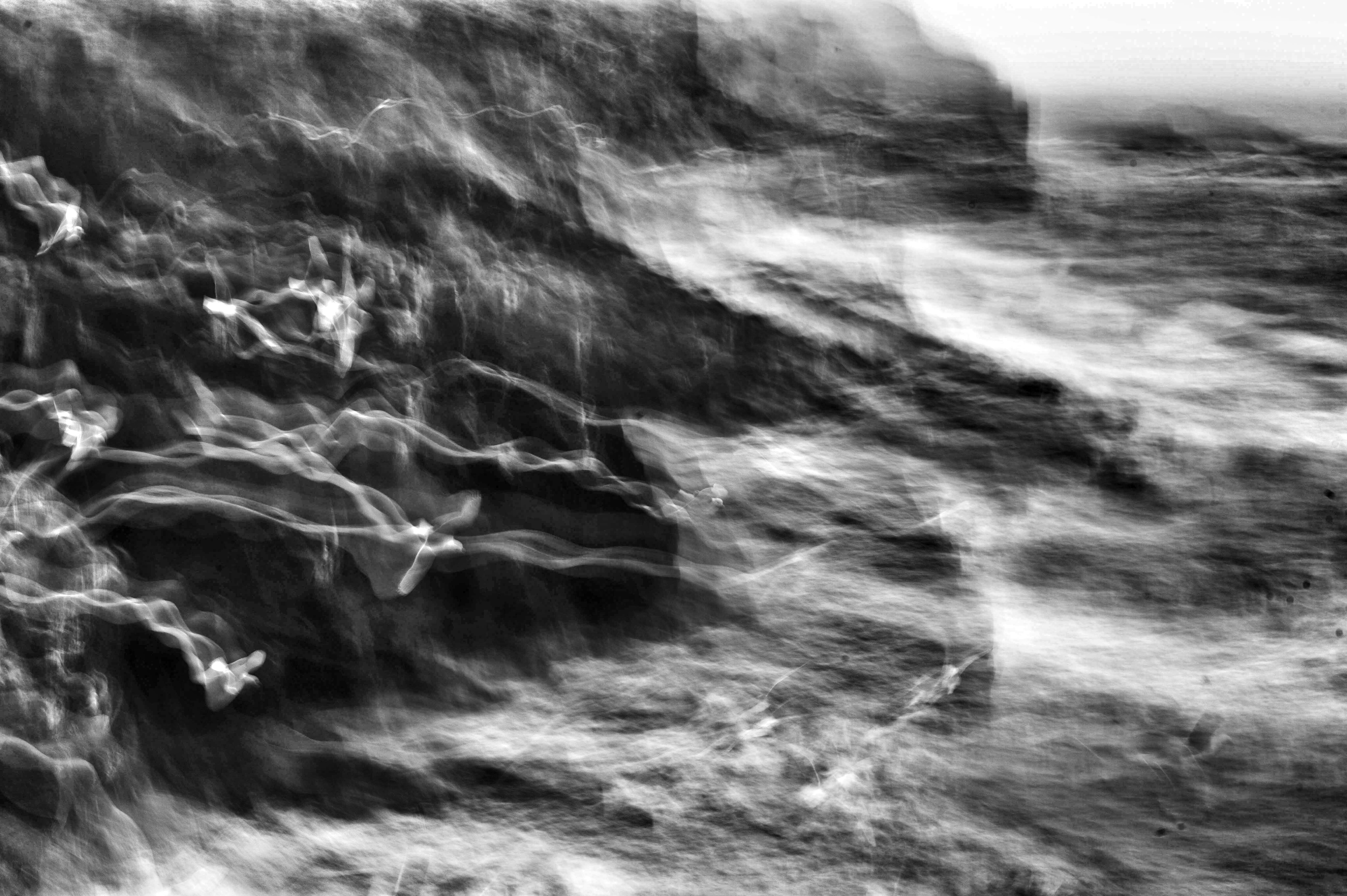 gulls - leica