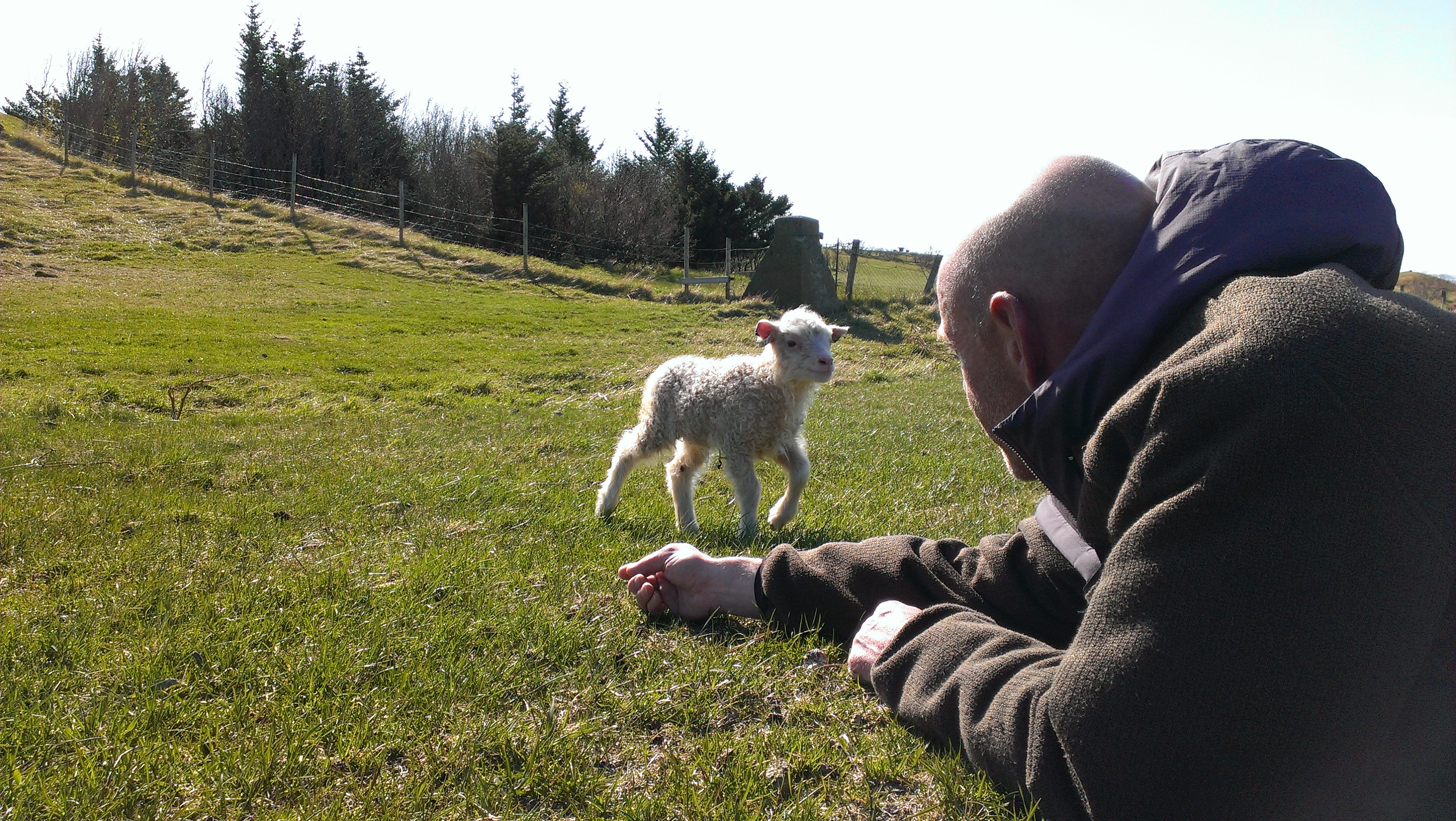 lamb - iphone
