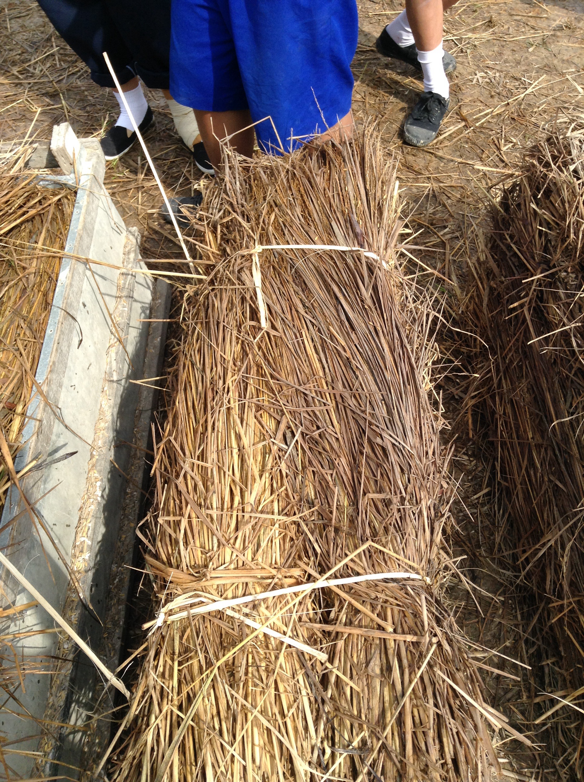 When the mold is removed, the rice is compact and moist, then hosed down again, really well. before being covered with sheets of straw and plastic. It will sit that way in the fields for awhile, so it can produce the rice you eat...and Northern Thailand loves: breakfast, lunch, dinner, snack (on a stick: Sticky Rice), dessert...