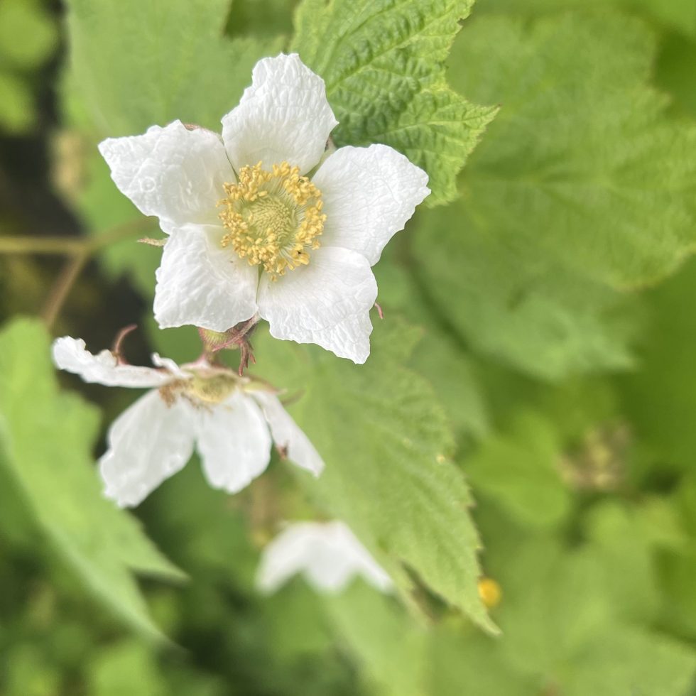 Thimbleberry flower blooming