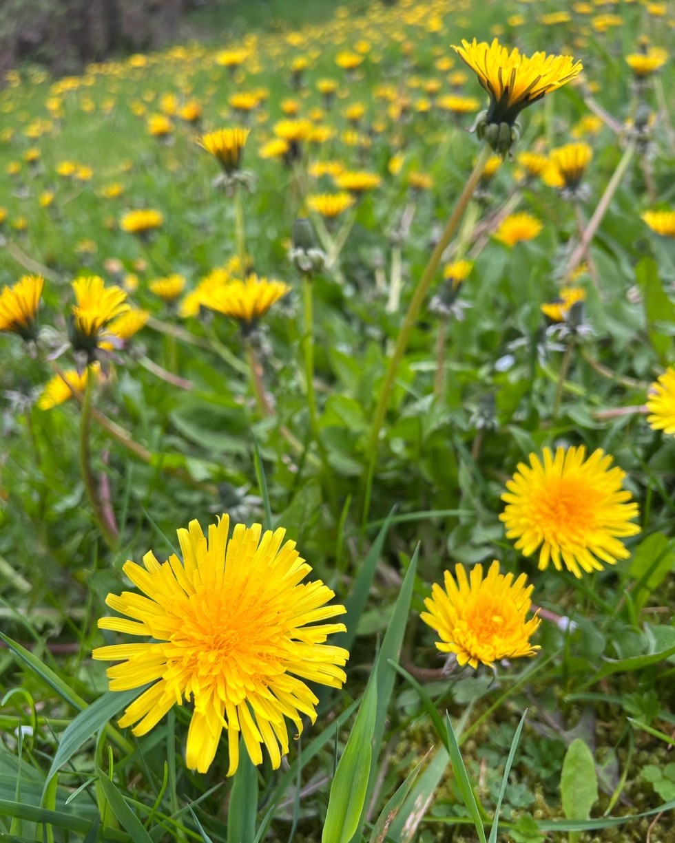 open dandelions in grass
