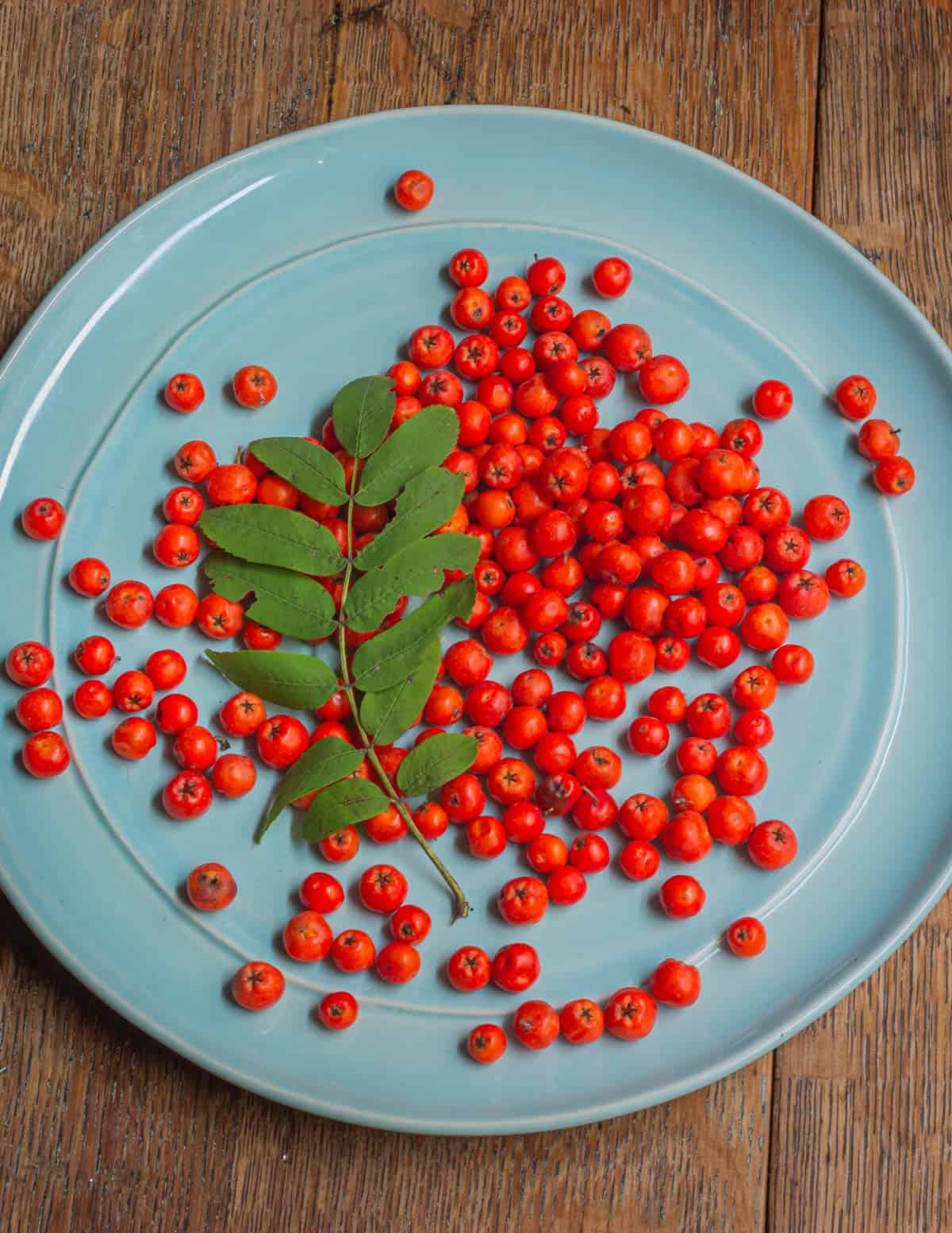 rowan tree berries poisonous to dogs