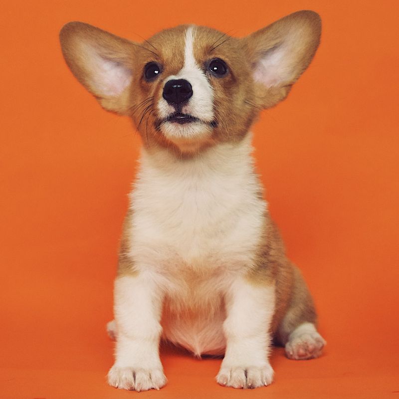 Github Forchchch Disenstudio Github Io Customized Multi Subject Text - Gradient Backgrounds - Amazing HD Collection