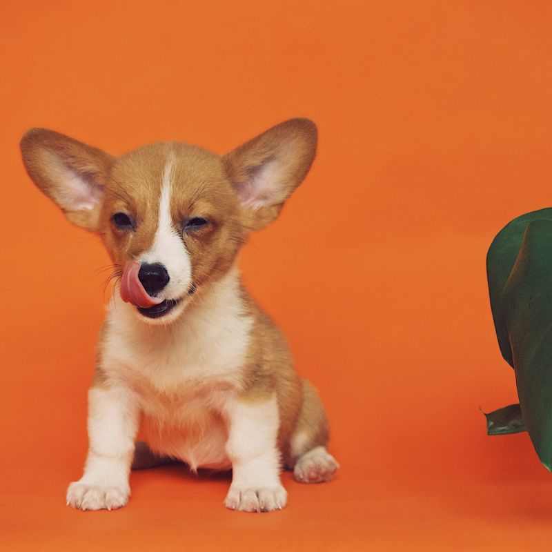 Github Forchchch Disenstudio Github Io Customized Multi Subject Text - Space Art Collection - High Resolution Quality