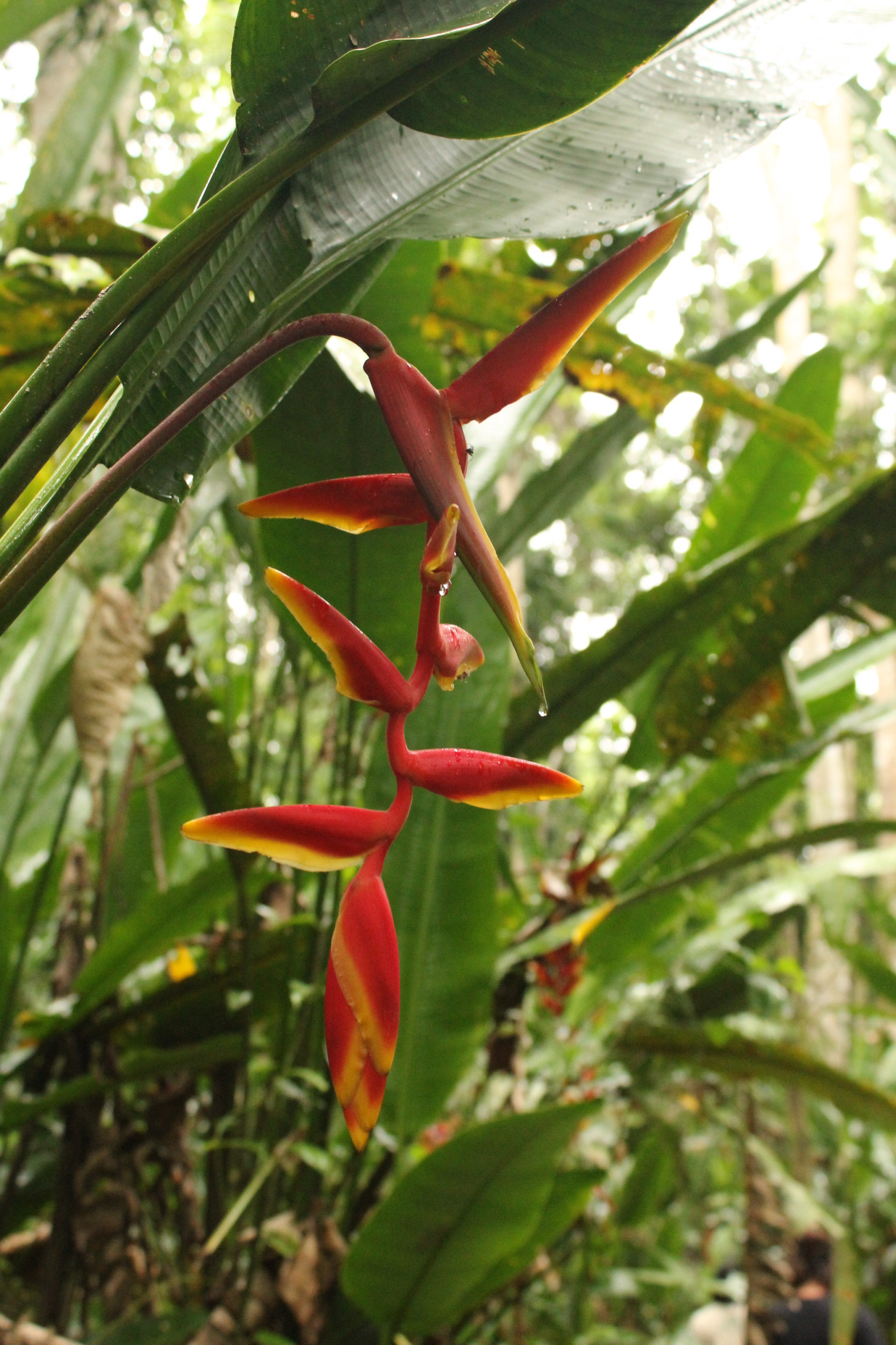 jungle walking tour