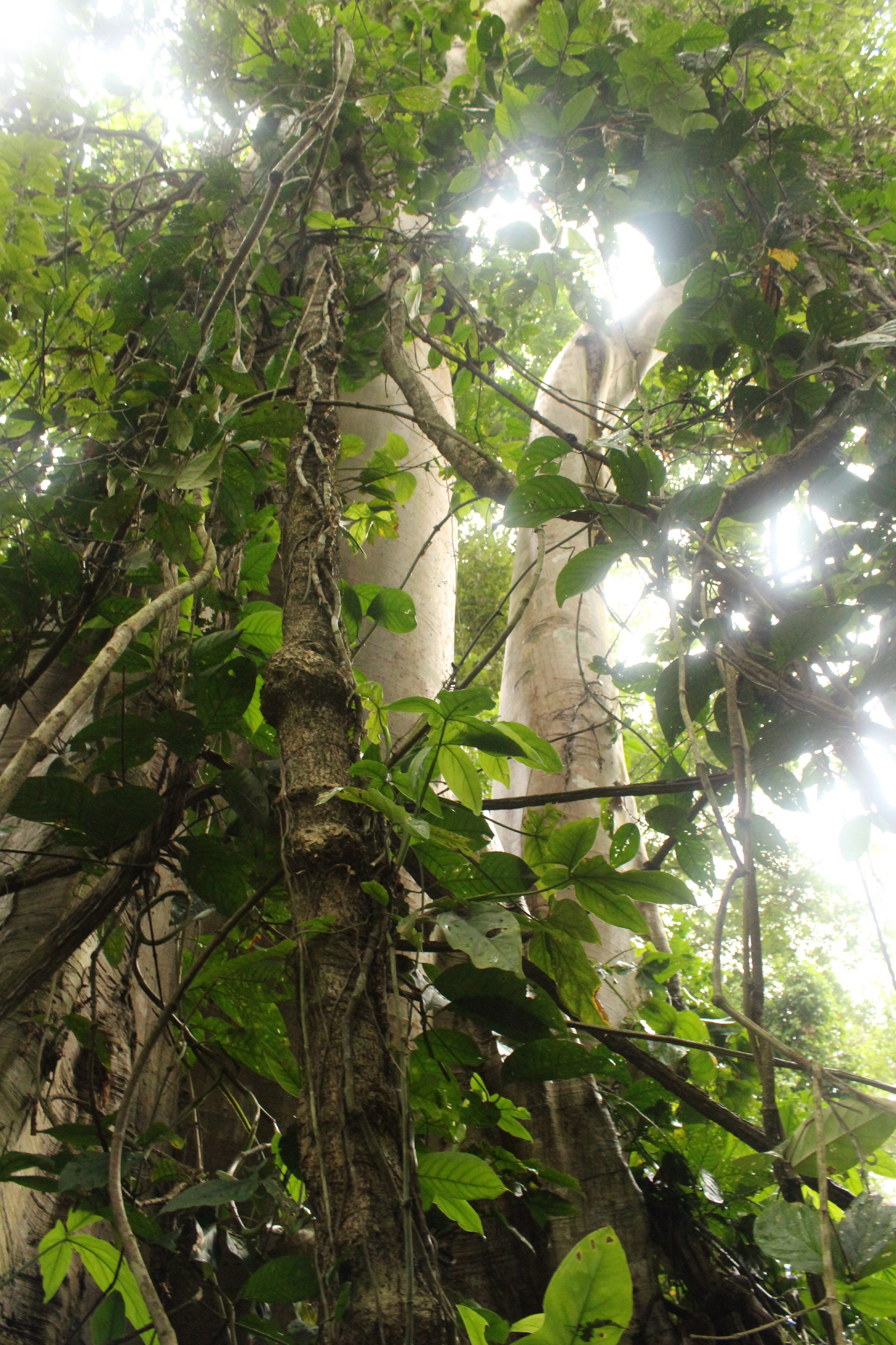 jungle walking tour