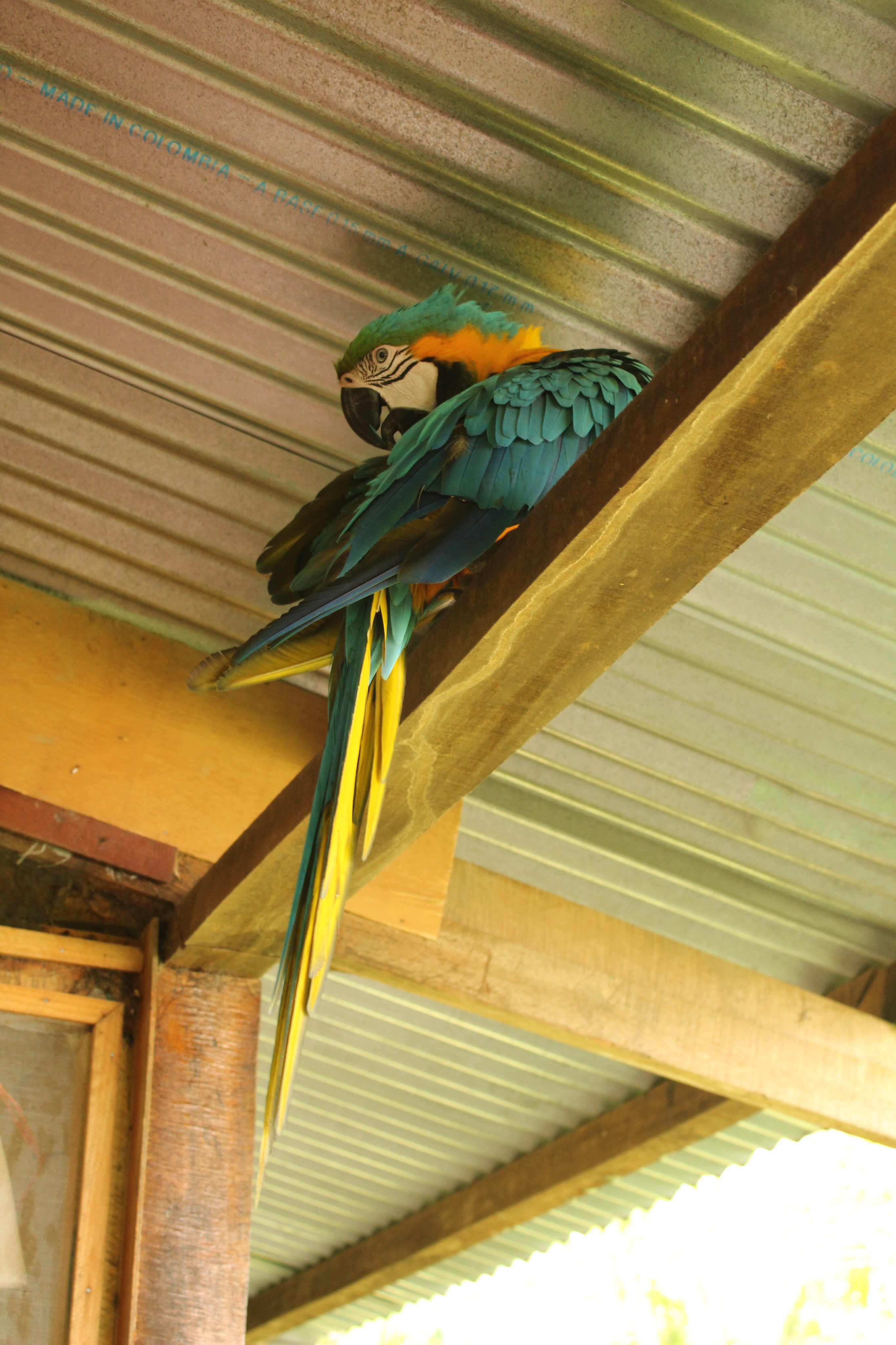 guacamayo de la casa