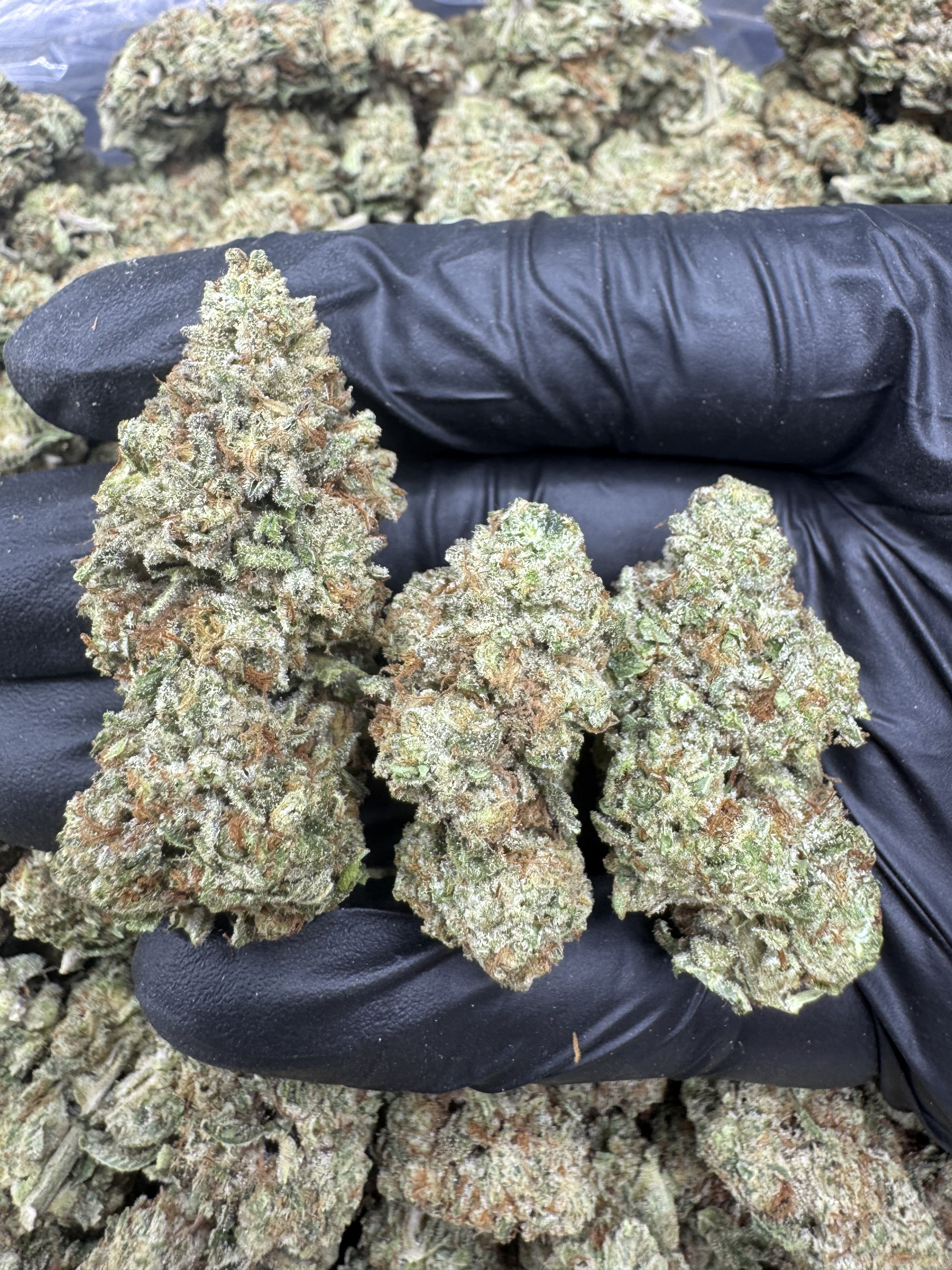MID SHELF - GOLDEN RUNTZ