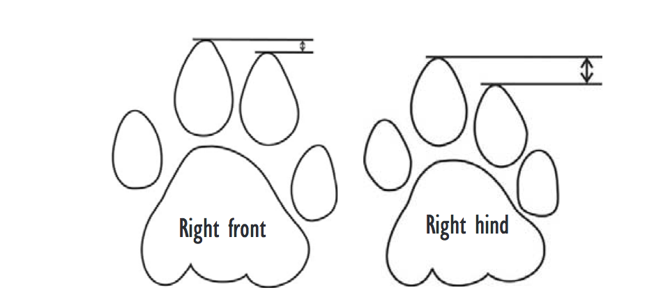 Wildlife Forensics -Pugmark Examination - Forensic's blog