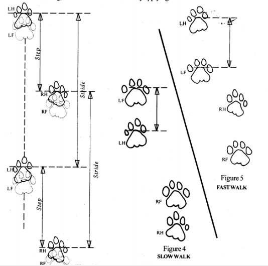 Wildlife Forensics -Pugmark Examination - Forensic's blog