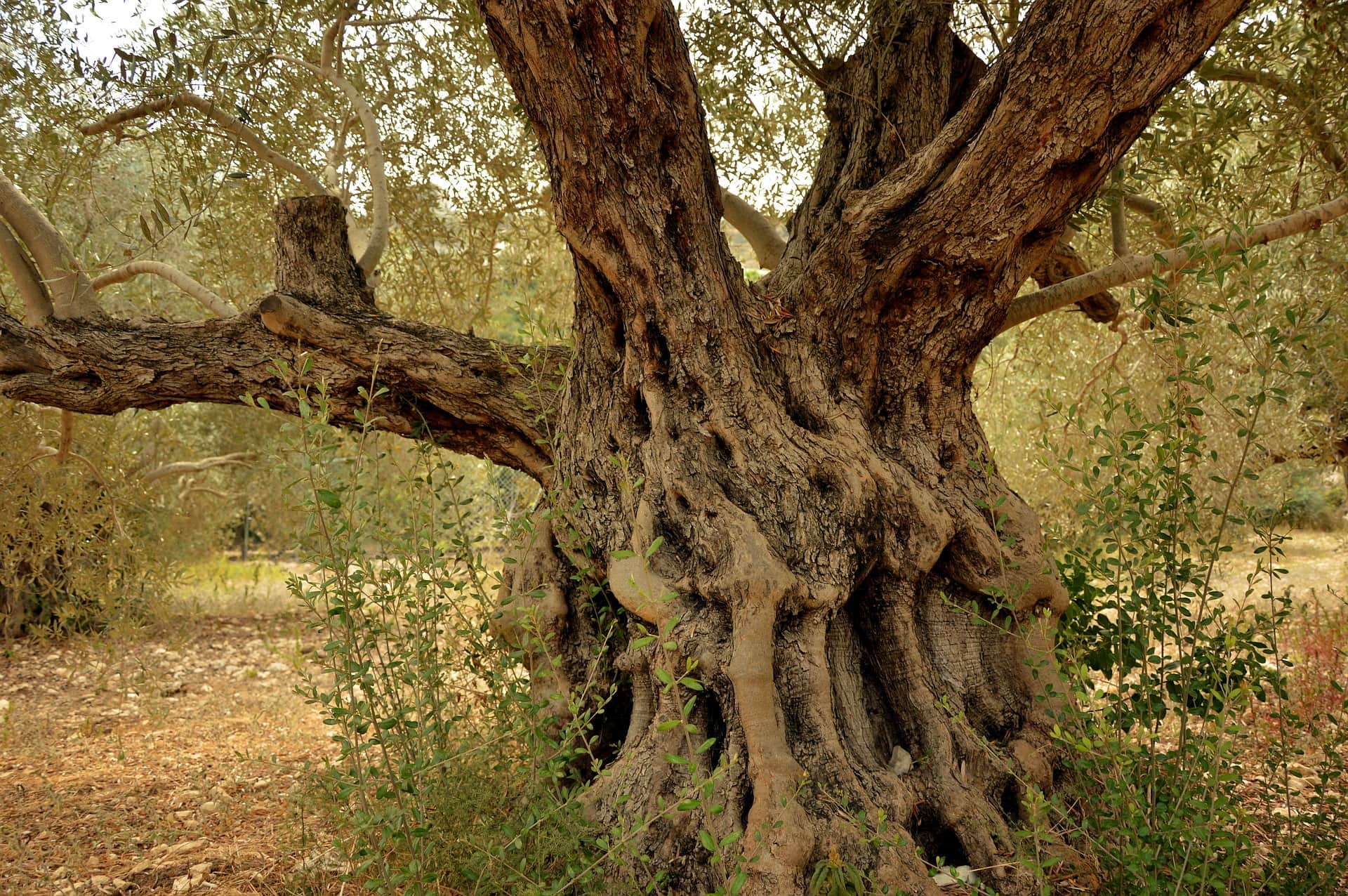 Olea Capensis