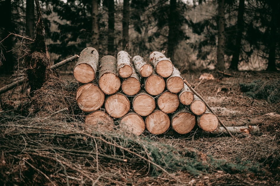 Understanding Carbon Markets