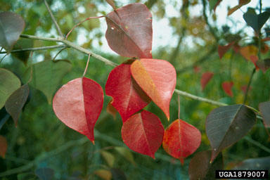 Chinese Tallow Tree Is Perfect For A Variety Of Sometimes Surprising Uses Daily News