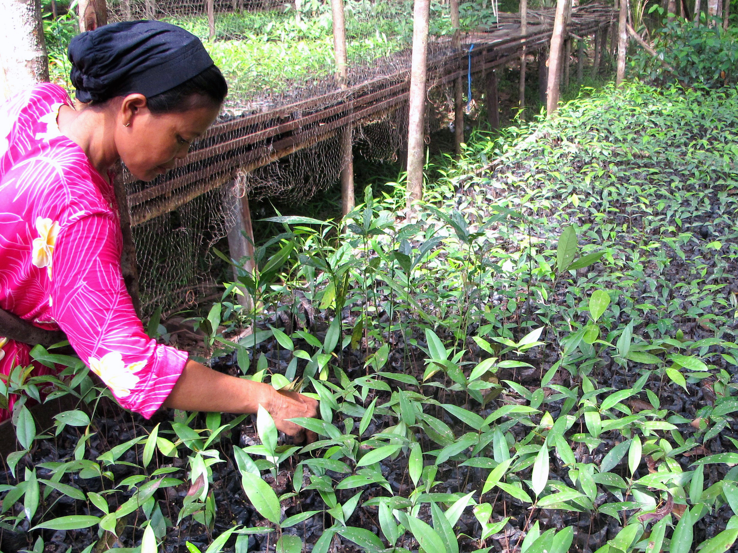 Planting the seeds for REDD+ payments in Indonesia