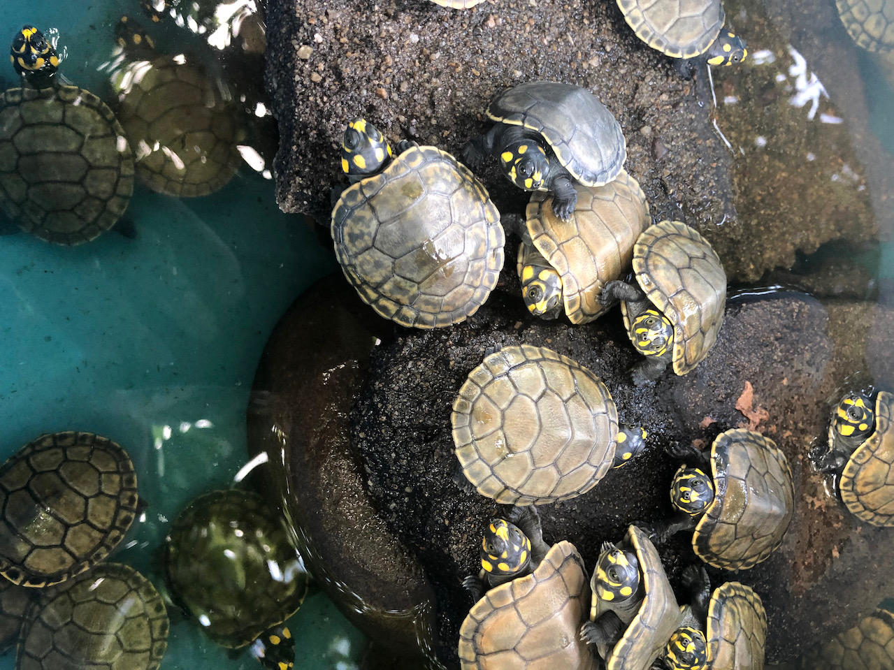 Turtle Conservation In Guyana S Rupununi Spawns Awareness For Sustainable Wildlife Management Cifor Forests News Turtle Conservation In Guyana S Rupununi Spawns Awareness For Sustainable Wildlife Management Cifor Forests News