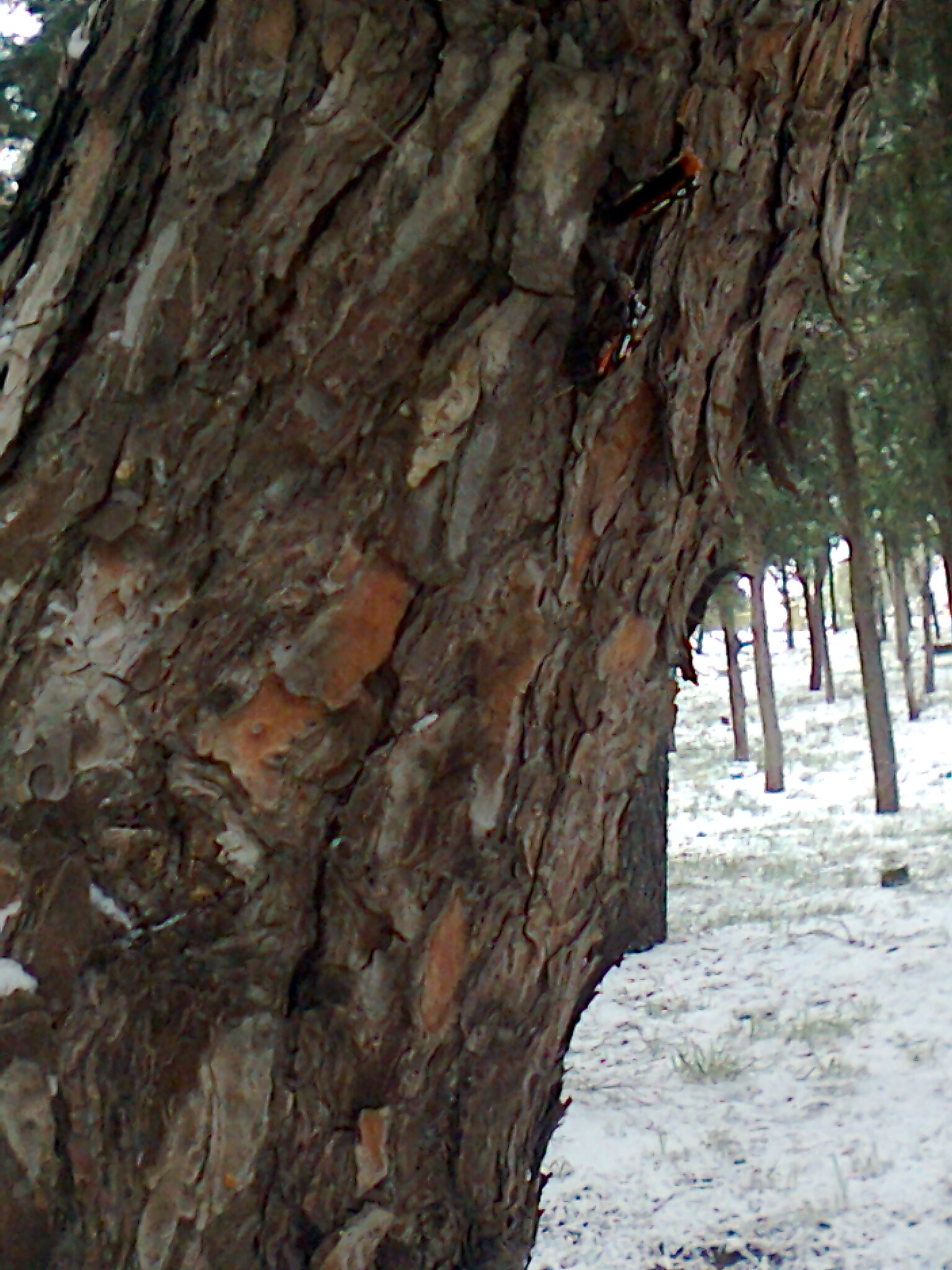 Φωτογραφία4151