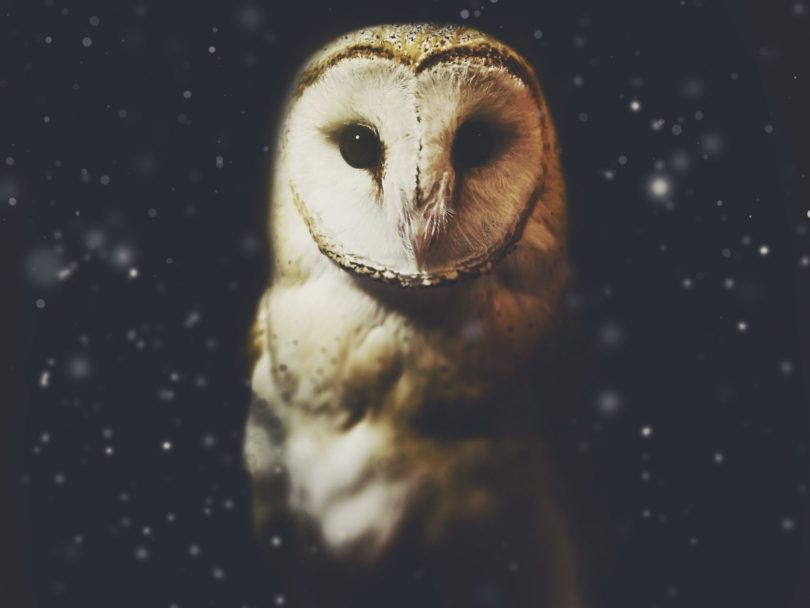The spiritual meaning of owls
