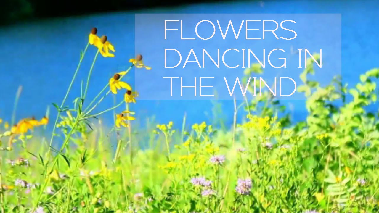Forever Dance