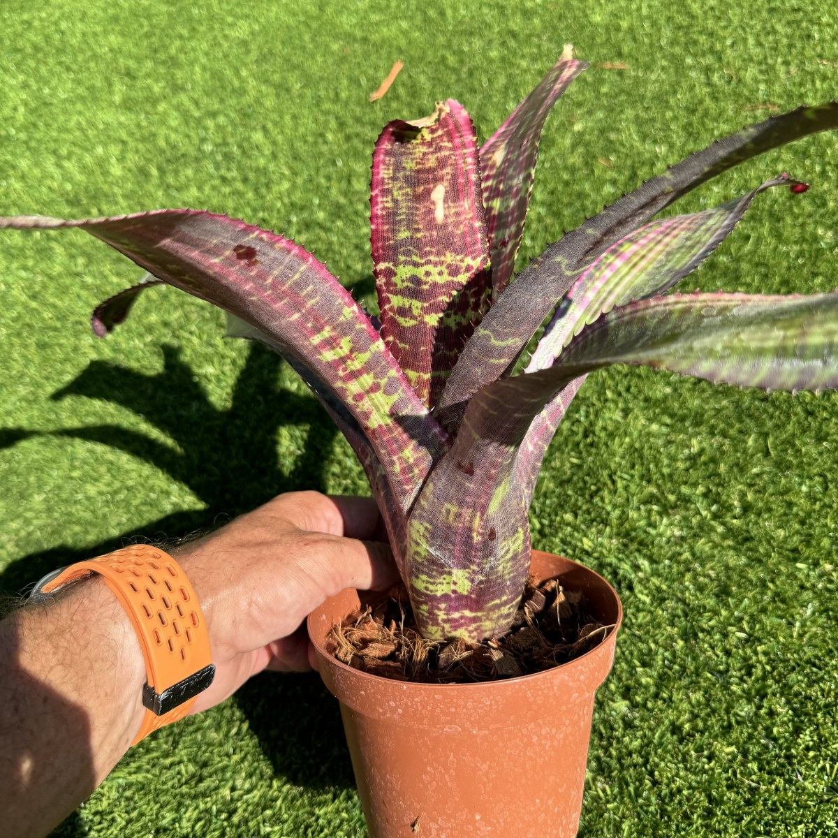 ブロメリア・エアープランツ Neoregelia Cat Pajamas Neoregelia 'Cat's Pajamas' – bromeliad.com