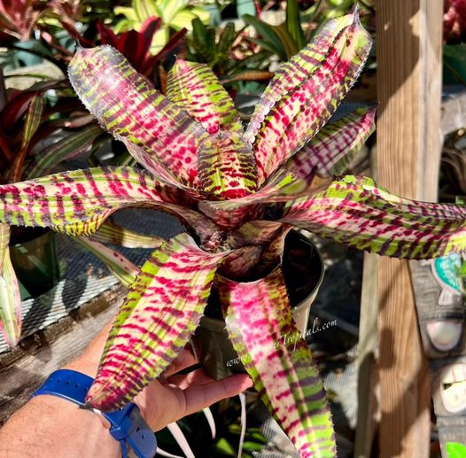 n2_plants 様 Neoregelia 'Pizzazz' - Forever Tropicals