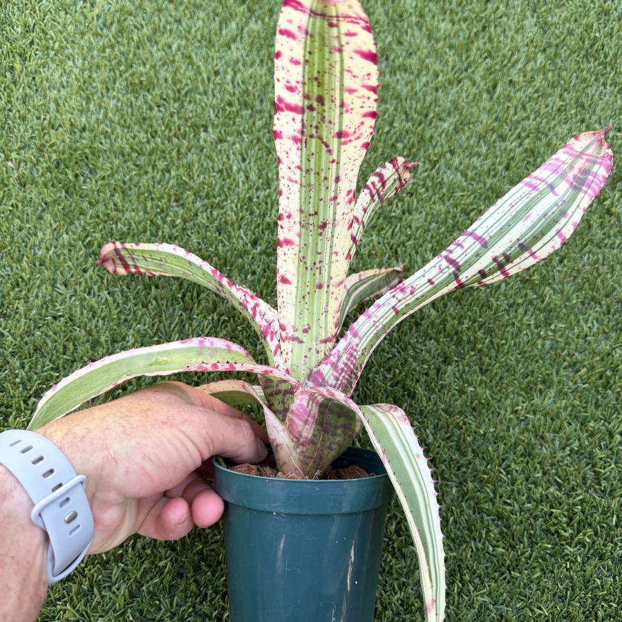 Neoregelia 'White Walker' Albo - Forever Tropicals
