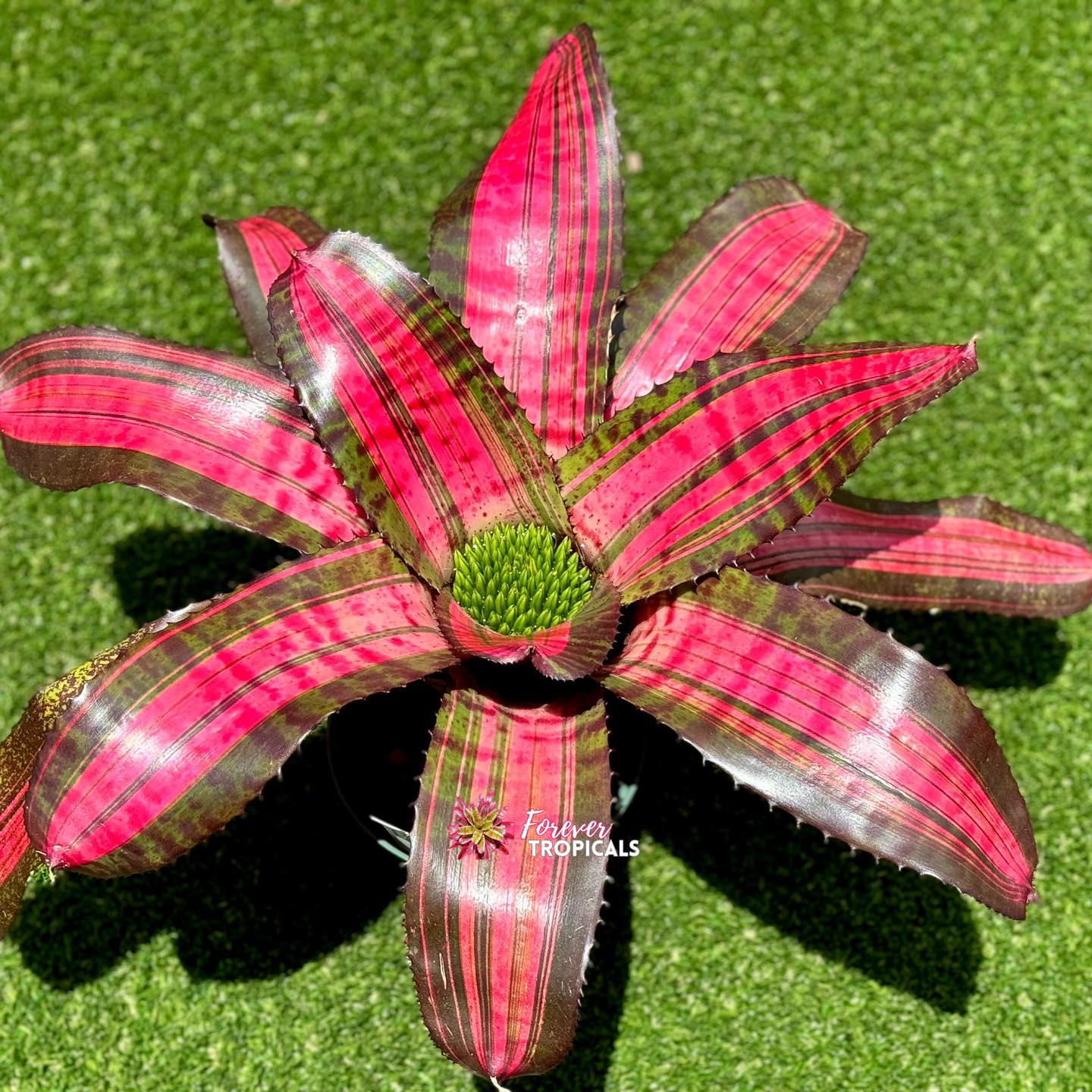 Neoregelia 'Turbocharged' - Forever Tropicals