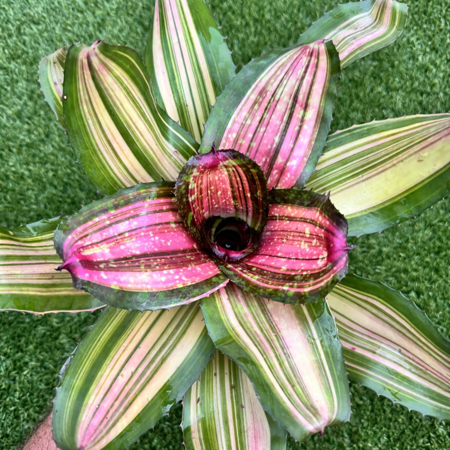 Neoregelia 'Big Spine x Tantalizer' - Forever Tropicals