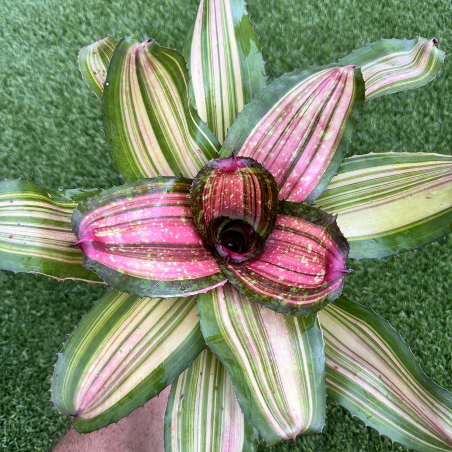 Neoregelia 'Big Spine x Tantalizer' - Forever Tropicals