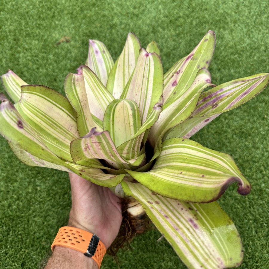 Neoregelia 'Just Lynn x Snake Charmer' - Forever Tropicals