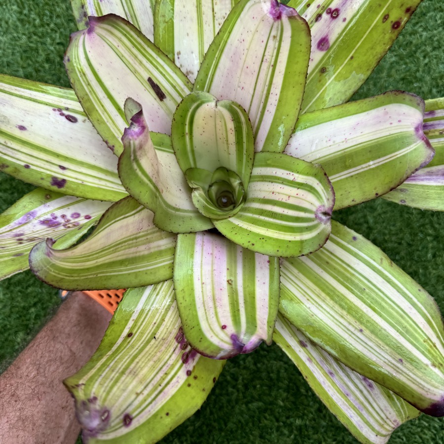 Neoregelia 'Just Lynn x Snake Charmer' - Forever Tropicals