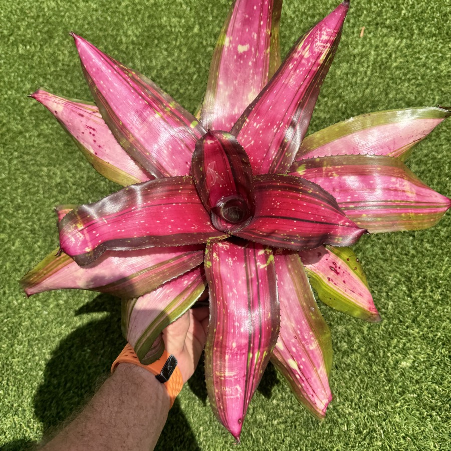 Neoregelia 'Aster Summer x Deep Space' - Forever Tropicals
