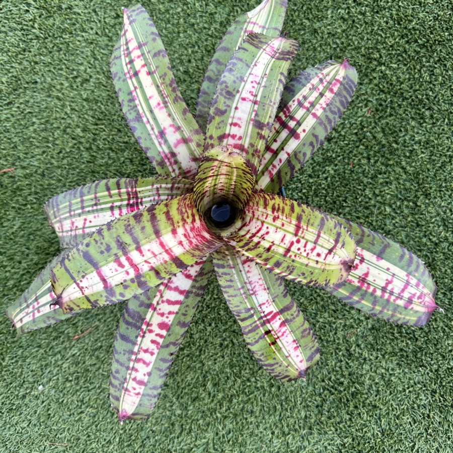 Neoregelia 'Big Spine x Black Opal' - Forever Tropicals