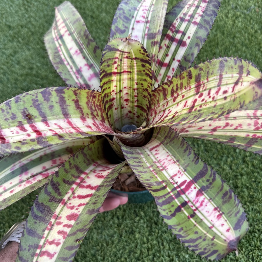 Neoregelia 'Big Spine x Black Opal' - Forever Tropicals