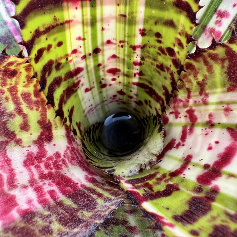 Neoregelia 'Big Spine x Black Opal' - Forever Tropicals