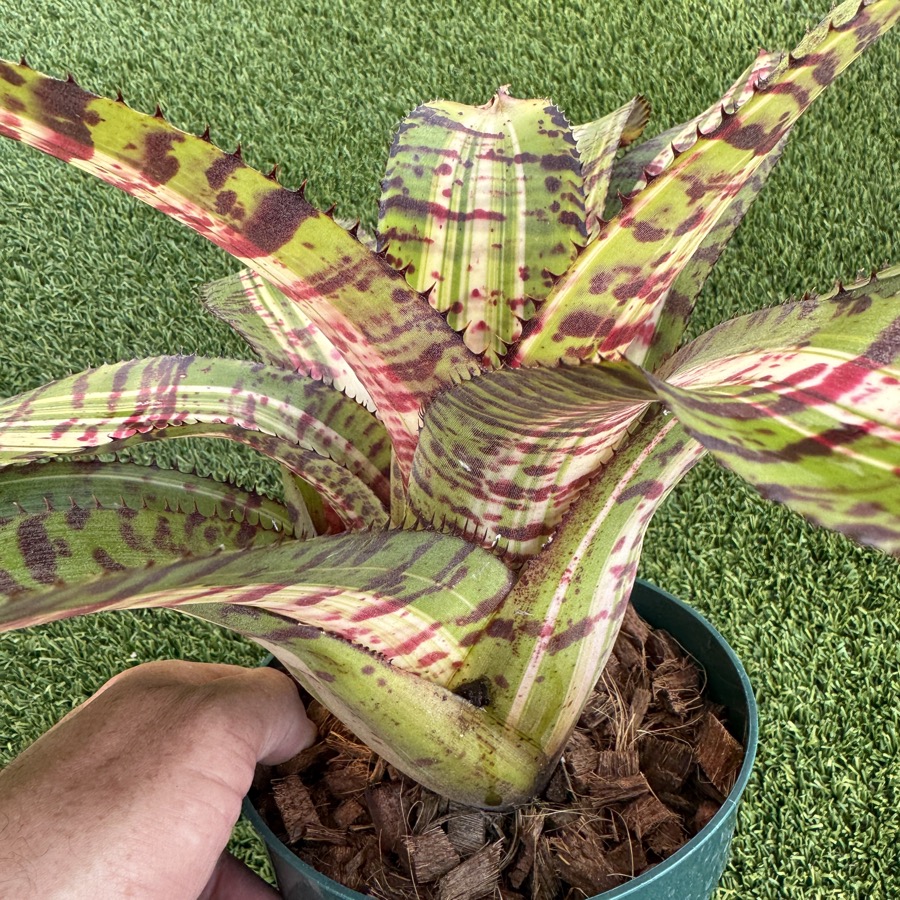 Neoregelia 'Big Spine x Black Opal' - Forever Tropicals