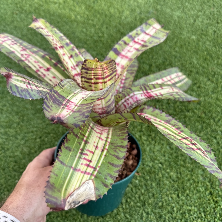 Neoregelia 'Big Spine x Black Opal' - Forever Tropicals